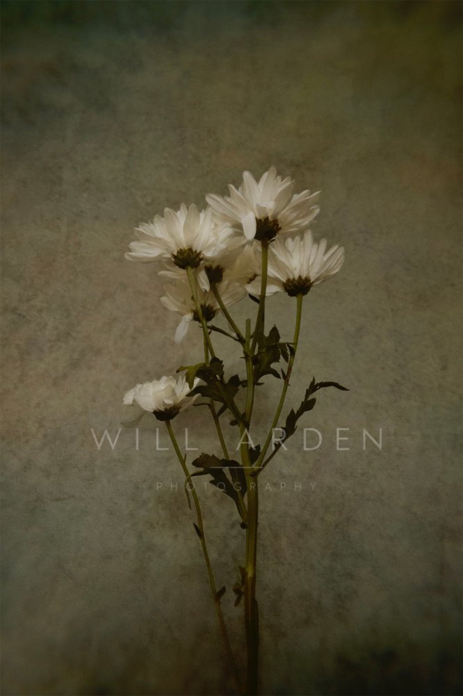 White Flowers Close Up