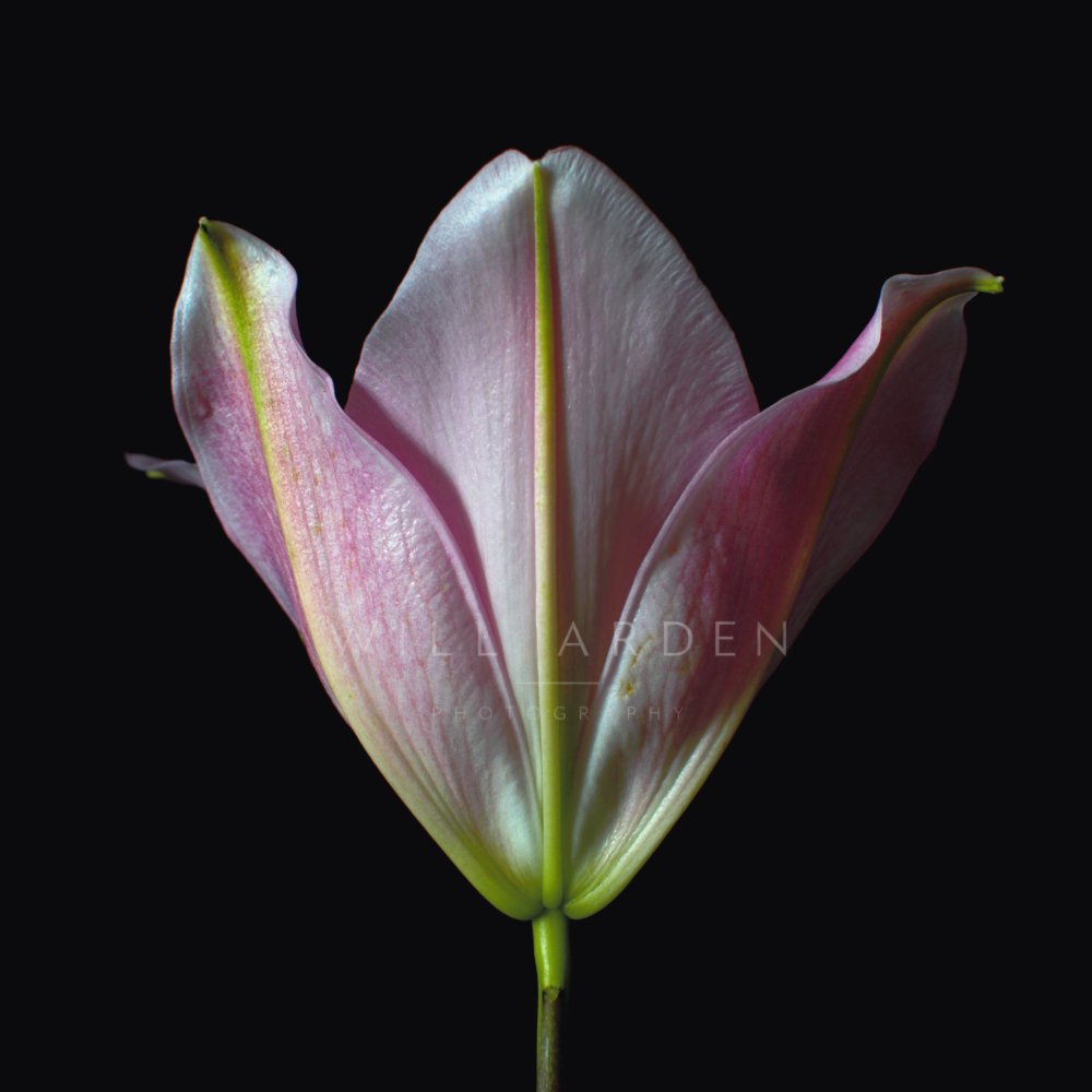 Tulip 2