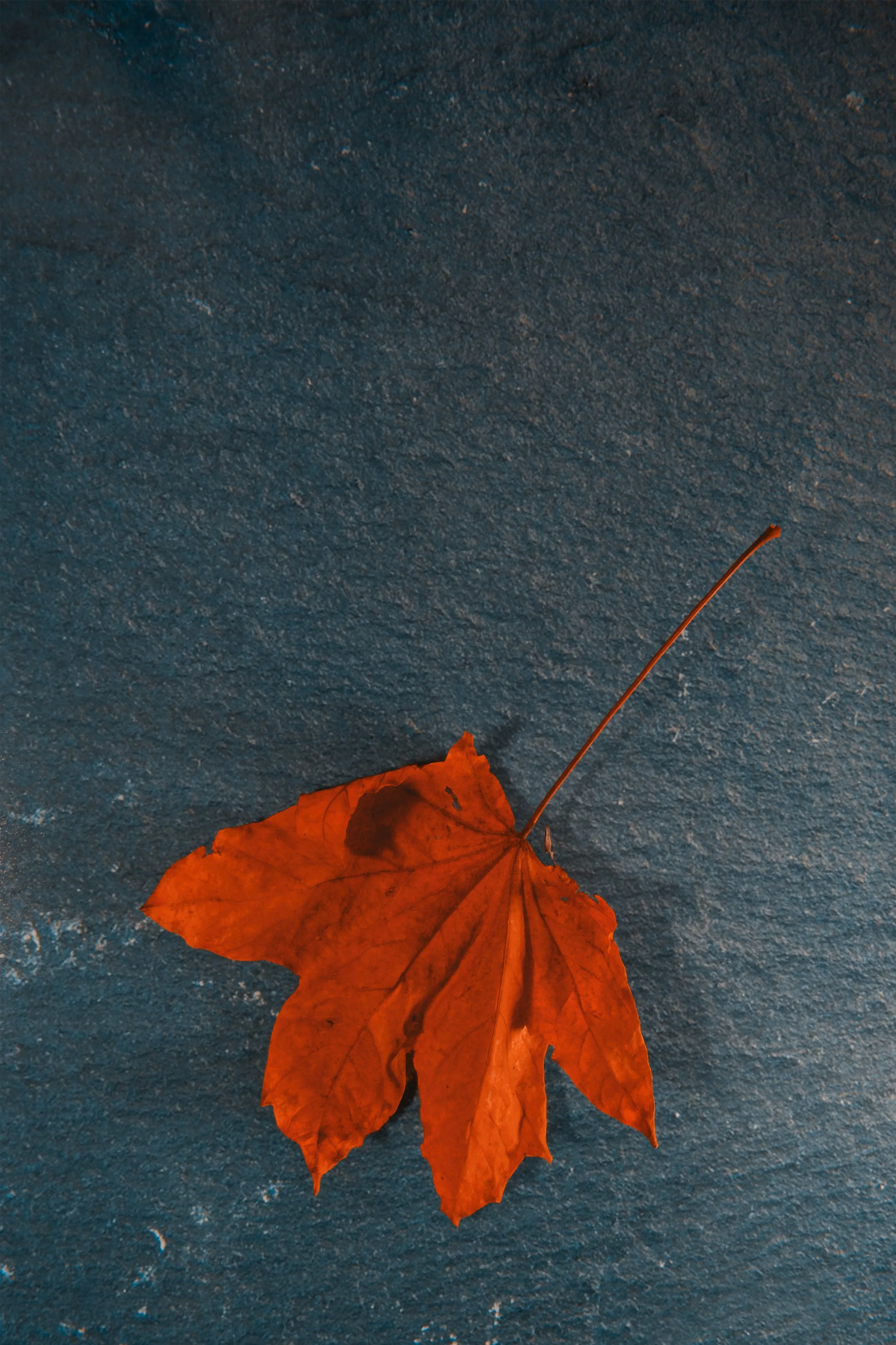 A single dried orange maple leaf lying on a textured blue surface.