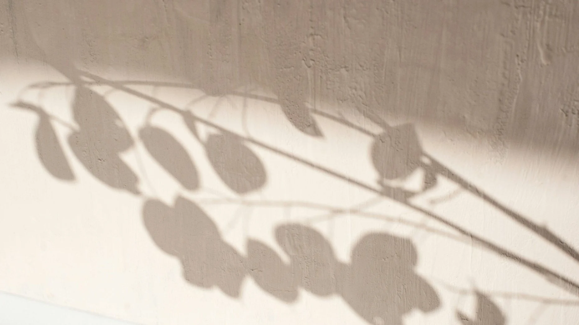 elegant neutral background leaves in shadow