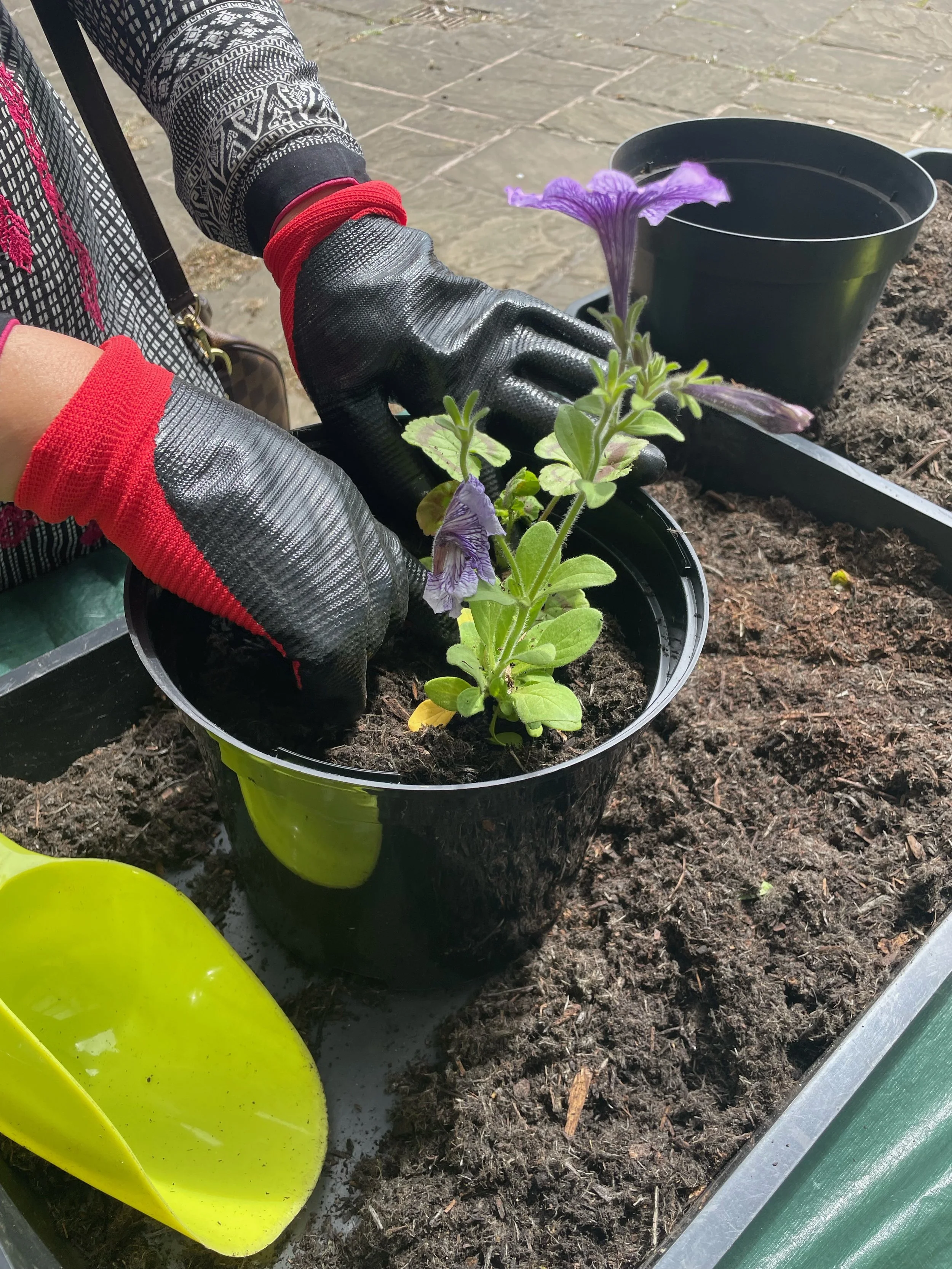 Person planting a purple flower in a black pot on soil, with gardening tools and soil visible in the background.