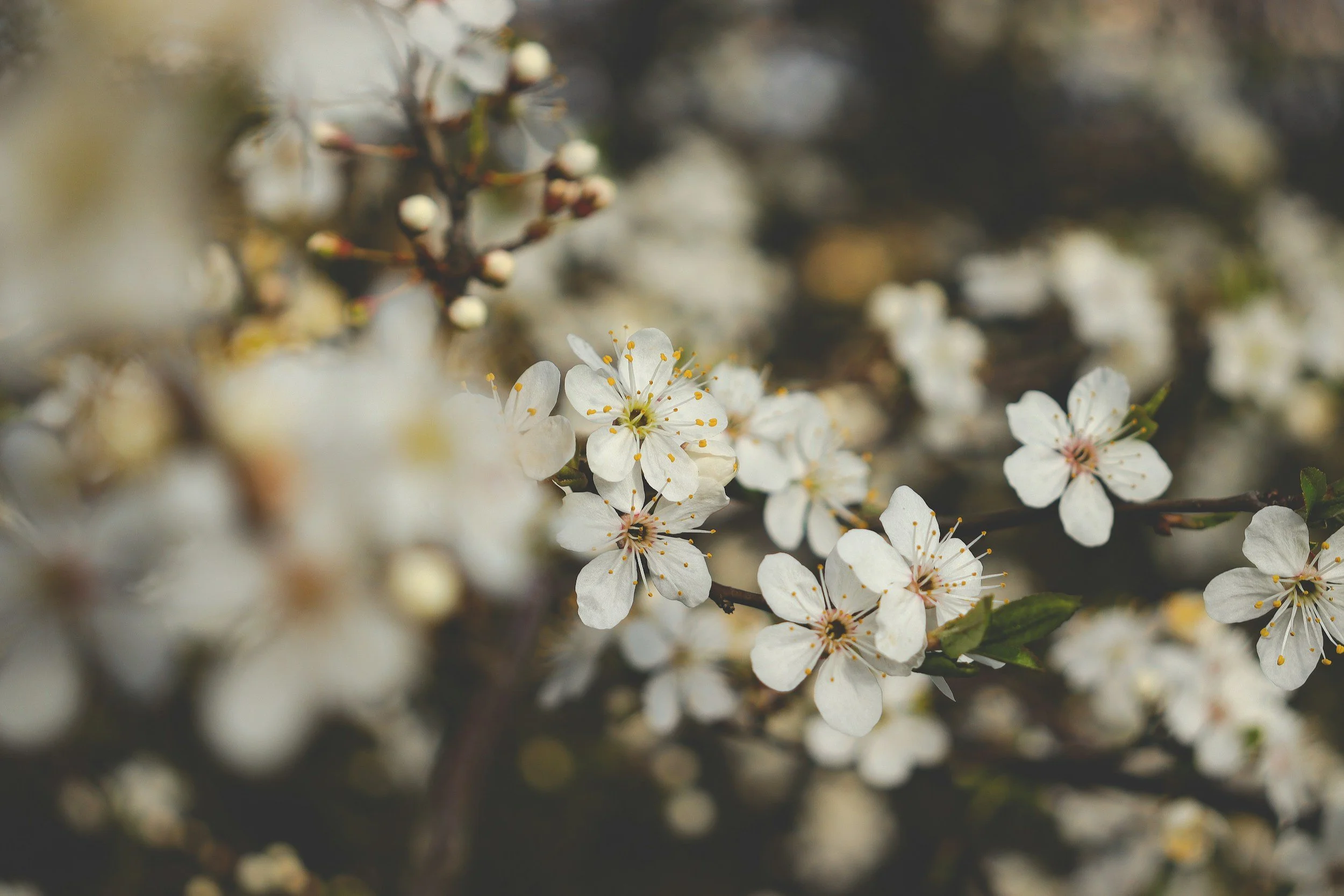 Close-up of white cherry blossoms on a branch with small green leaves.