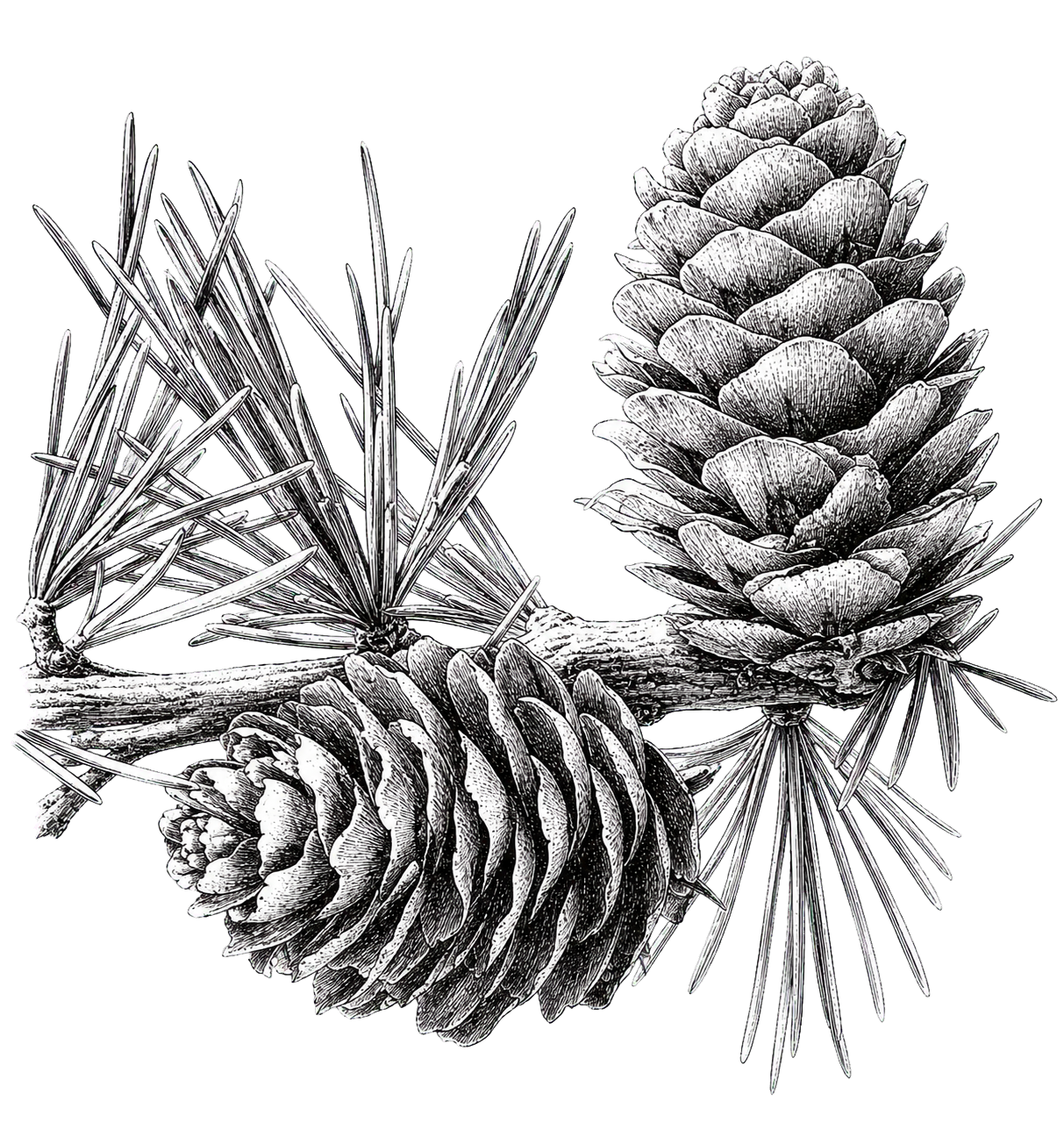 Illustration en noir et blanc de pin cones et aiguilles de pin attachés à une branche.