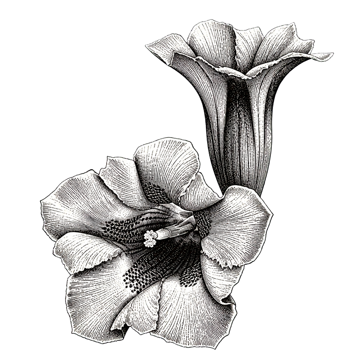 Illustration en noir et blanc de deux gentiane des Alpes.