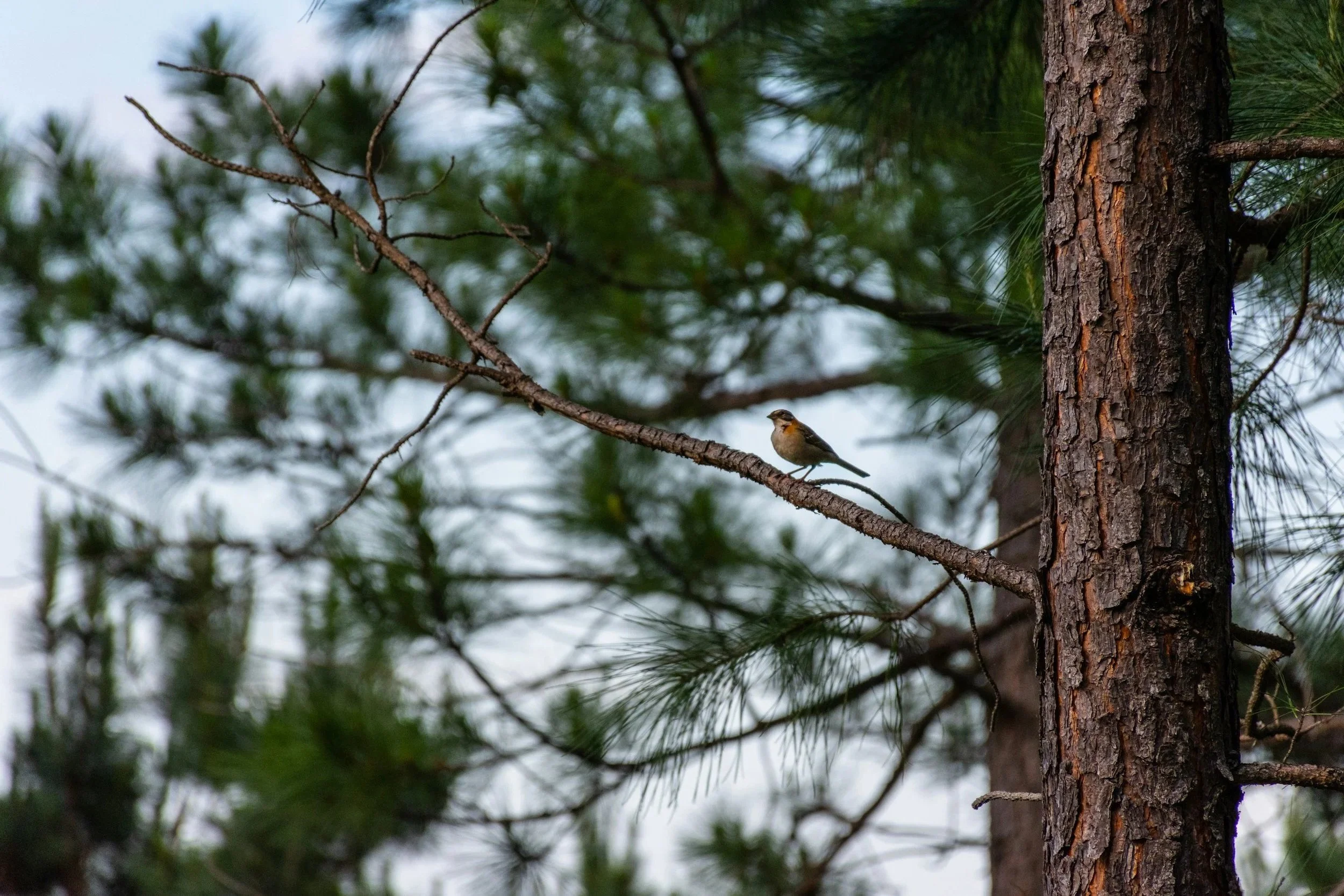 A bird perched on a tree branch in a forest with green pine needles.
