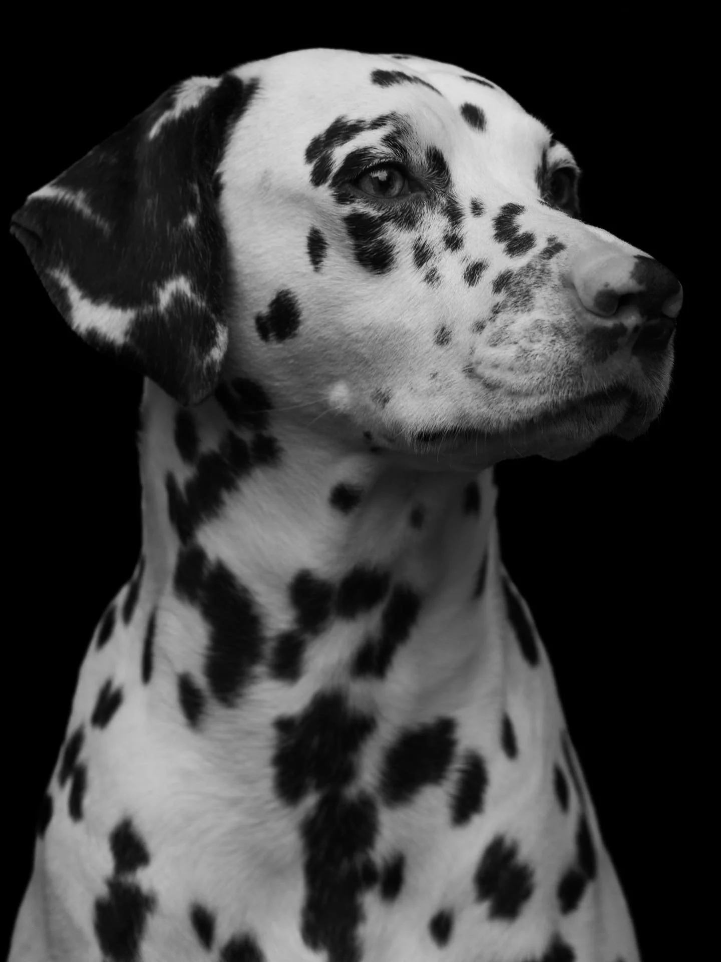 Are you in the Essex area and need high quality and professional pictures of your fury friend? Well look no further. 

I&rsquo;m offering a PURRRfect opportunity to photograph your fur baby/babies at a reasonable price. No need to travel to a studio 