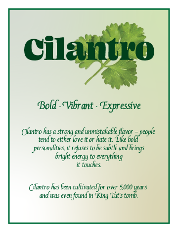 A sign with the heading 'Cilantro' and a cilantro leaf illustration. Descriptive text about cilantro's flavor, personality, and history is written below.