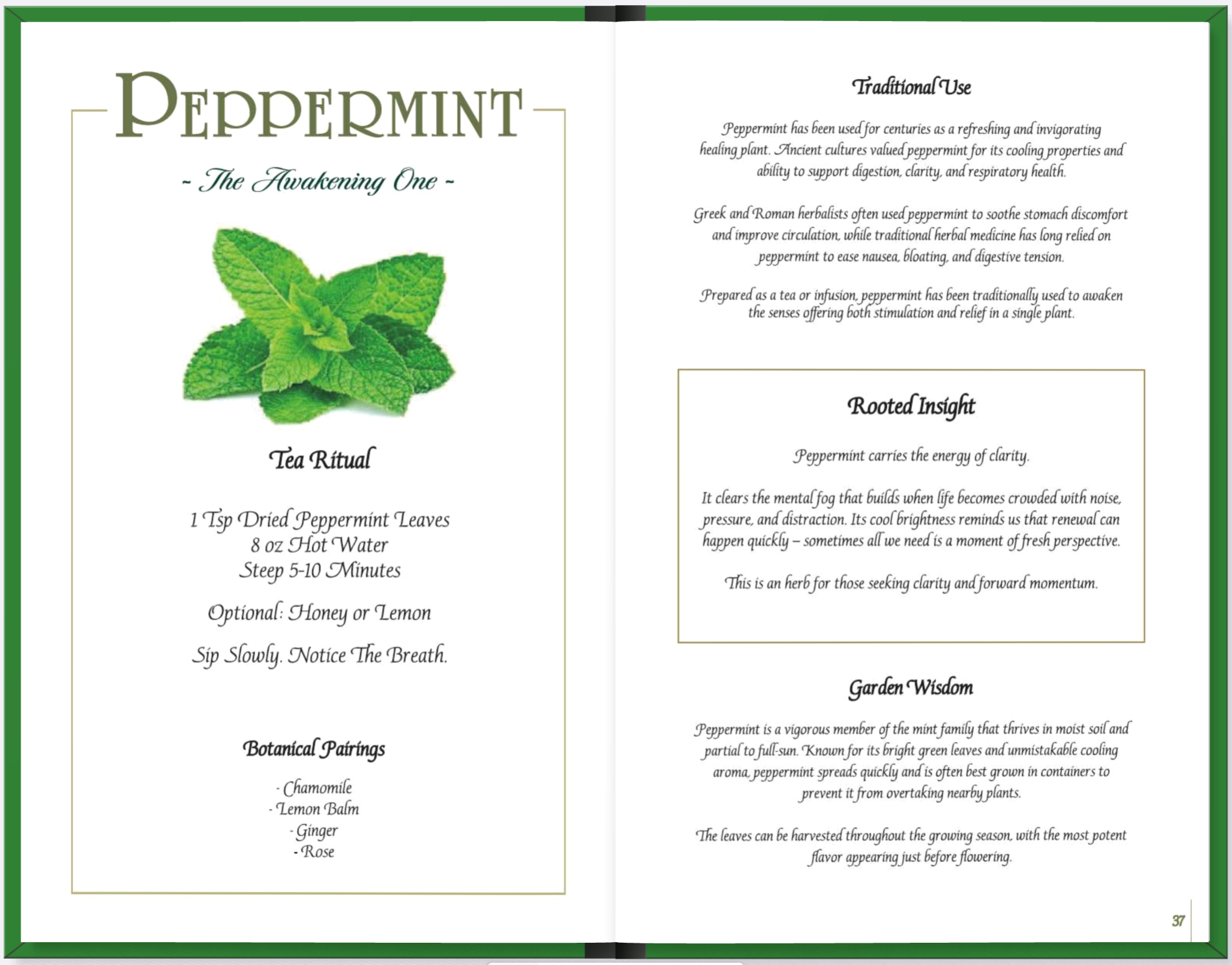 Open book with information about peppermint, including a picture of peppermint leaves, a tea ritual recipe, and details on traditional use, rooted insight, and garden wisdom.