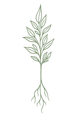 A simple line drawing of a plant with roots, stem, and leaves.