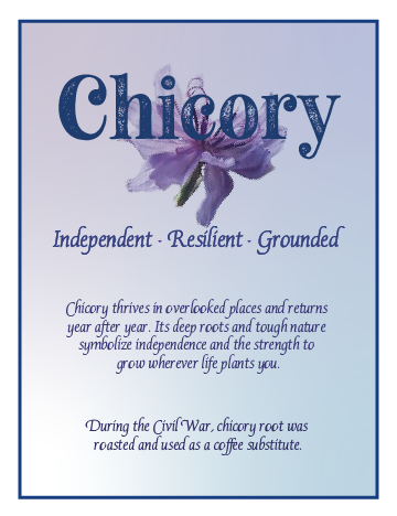 A poster about Chicory featuring a purple flower and text describing its resilience, independence, and historical use during the Civil War.