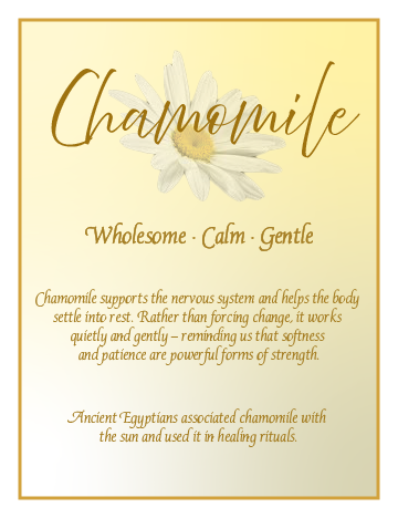 A soothing poster about chamomile, featuring a white chamomile flower and the words 'Wholesome, Calm, Gentle.' The text explains chamomile's benefits for the nervous system and healing rituals, with an ancient Egyptian connection.