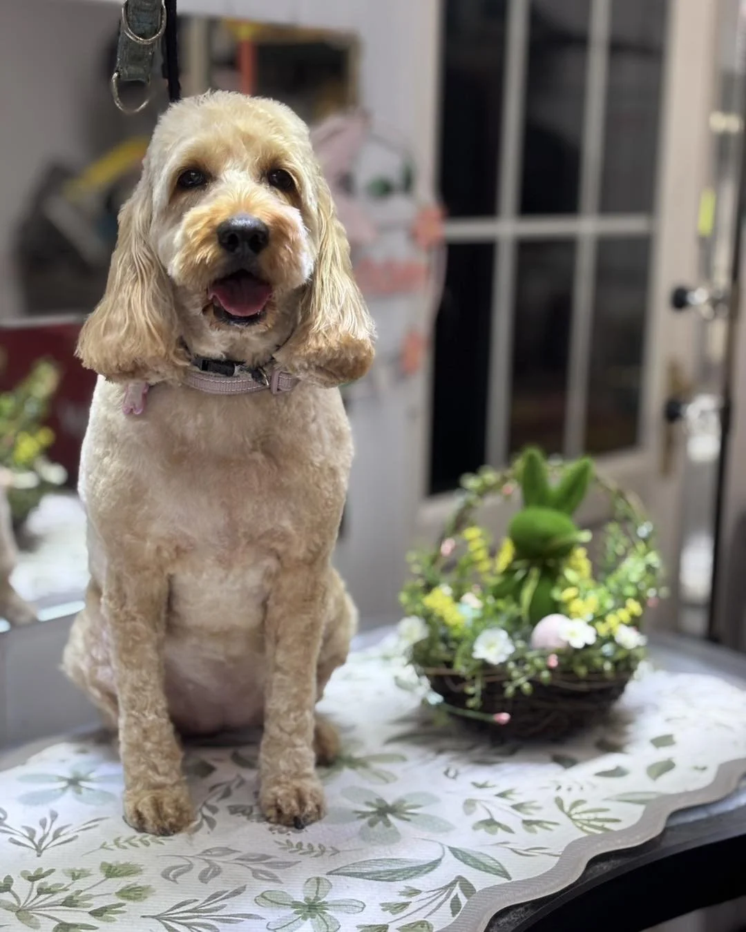 A light-colored dog with long ears sitting on a table, with a wicker basket filled with greenery and pink flowers beside it. The dog is in an indoor setting.