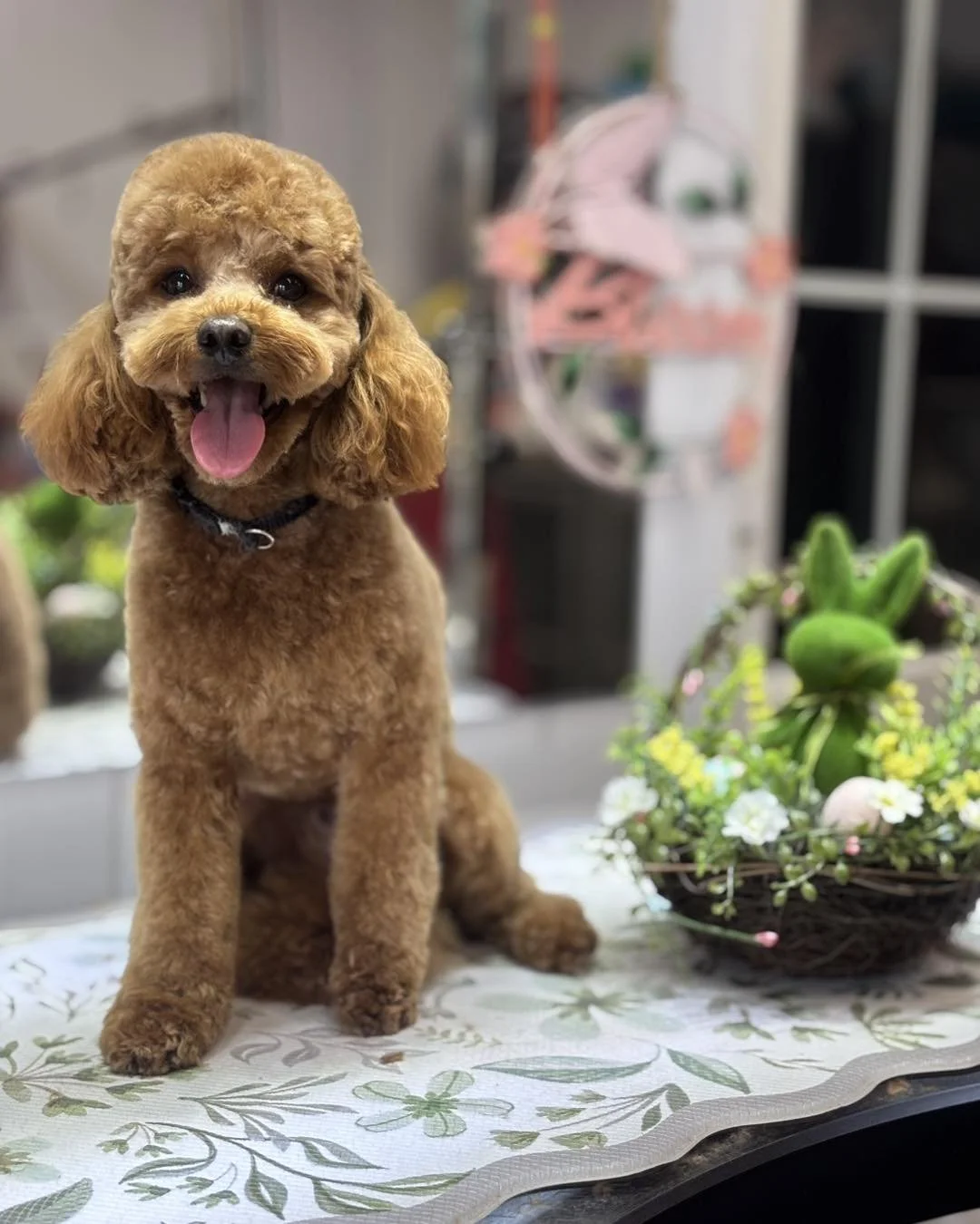 A happy brown poodle sitting on a table with a floral tablecloth, tongue out, near a basket of flowers and an Easter-themed bunny decoration.