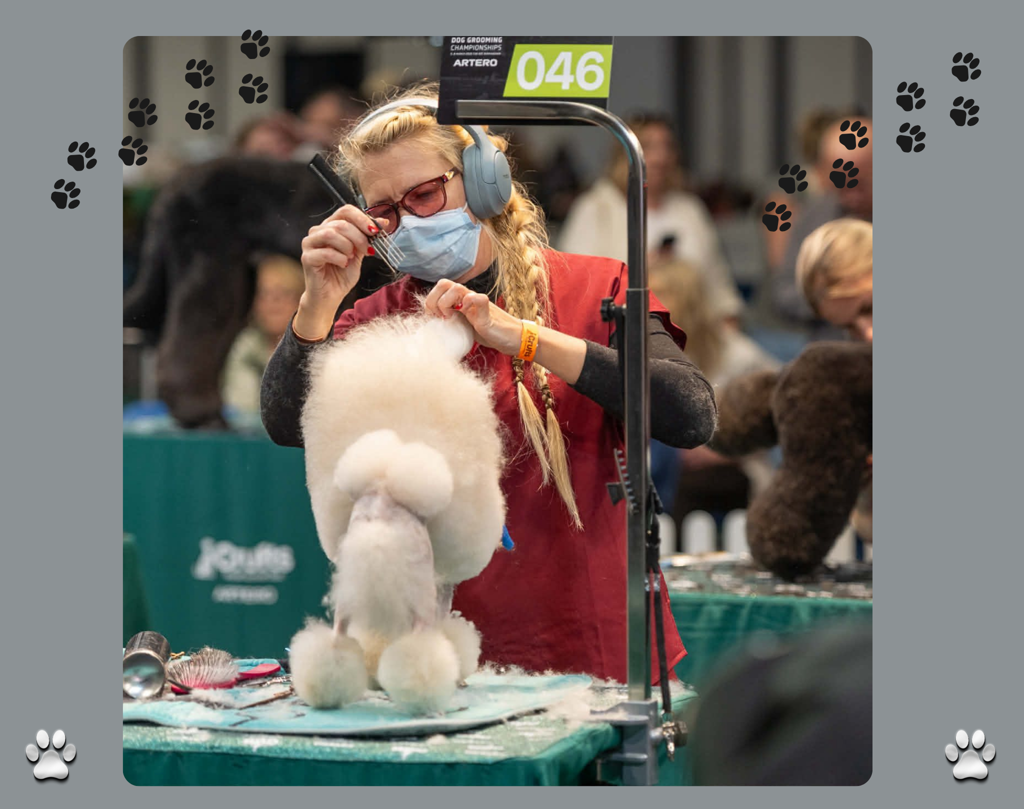 A woman with blonde hair, wearing glasses and a face mask, grooming a white fluffy dog at Crufts dog grooming competition.