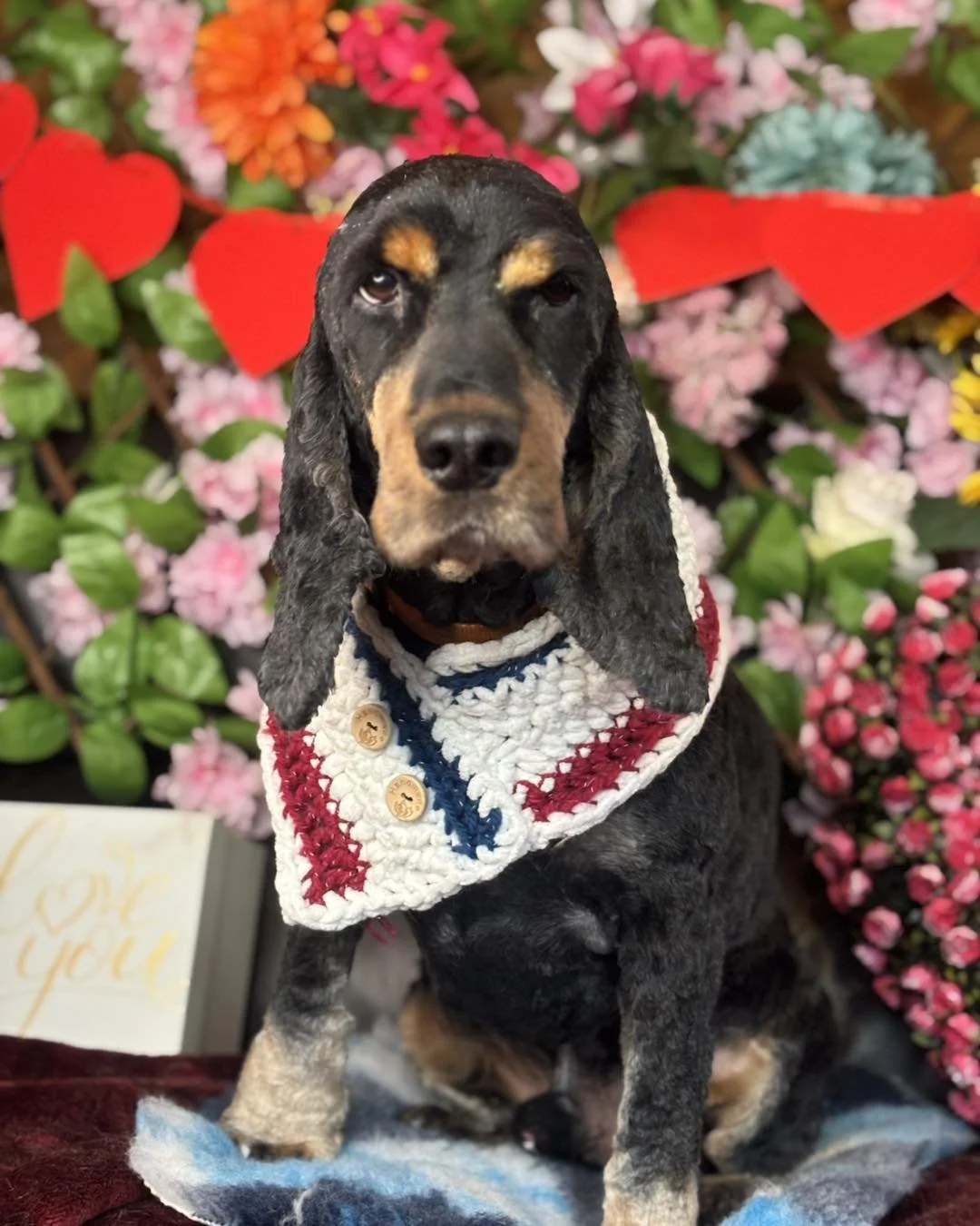 A black and tan Cocker Spaniel puppy with long ears, wearing a white, red, and blue knitted scarf, sitting in front of a colorful background of pink, red, and white flowers with red hearts.