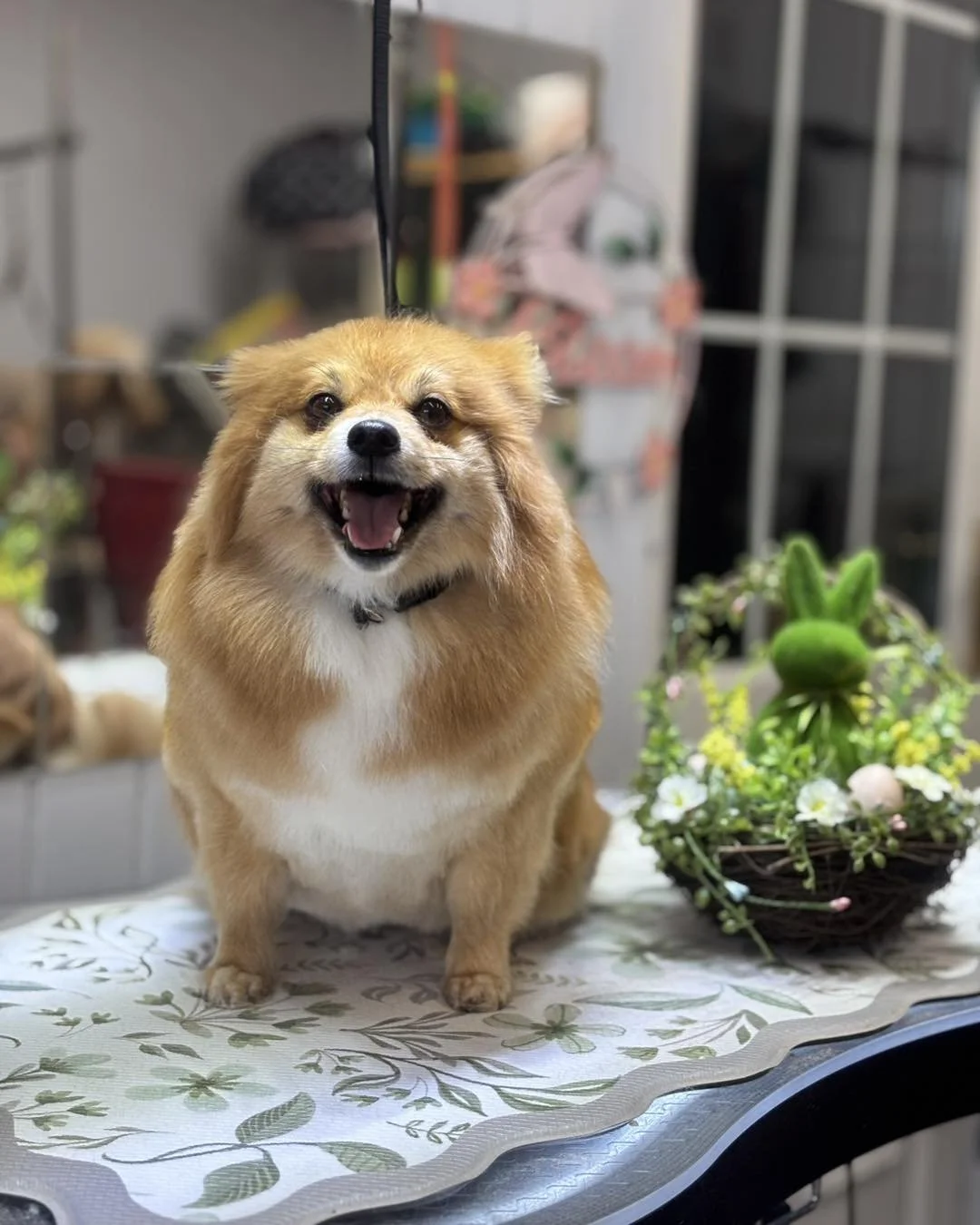 A happy dog, possibly a corgi, sitting on a table next to a decorated flower arrangement that resembles a green bunny.