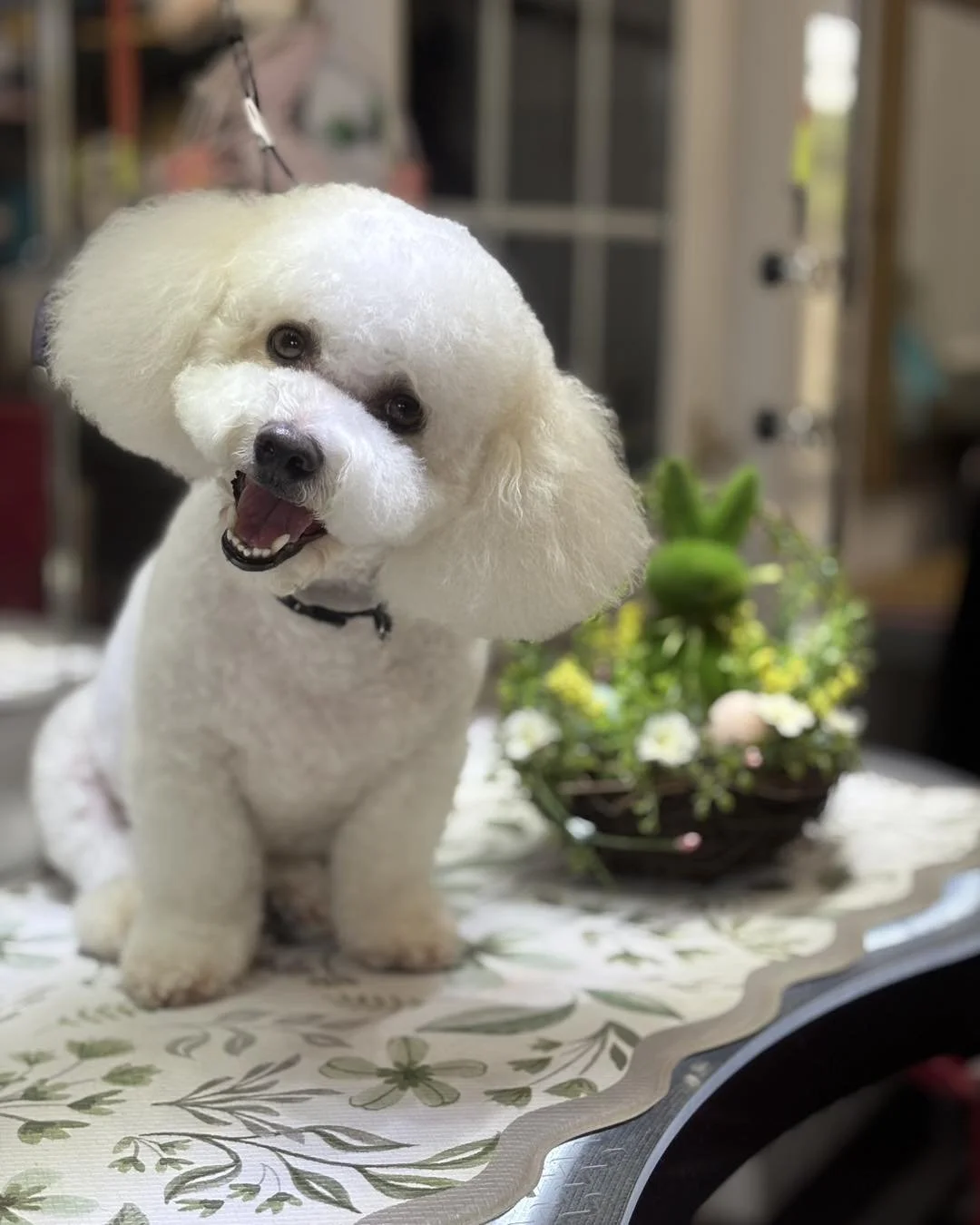 A white, fluffy dog with a rounded head and dark eyes, sitting on a table next to a basket of green plants and white flowers, in a room with a window in the background.