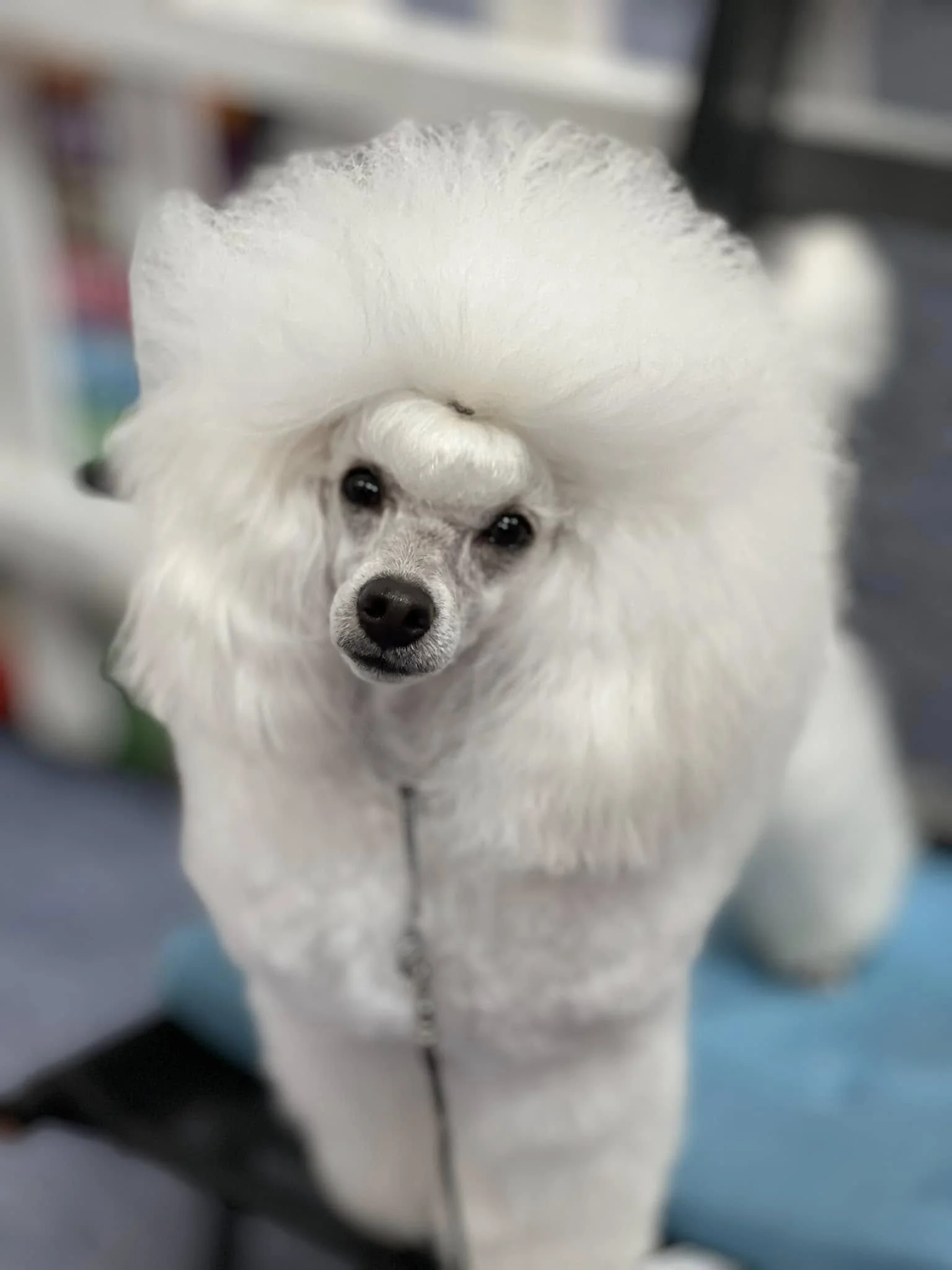 Close-up of a small, fluffy white dog with black eyes and nose, looking at the camera, with part of a blurred background.