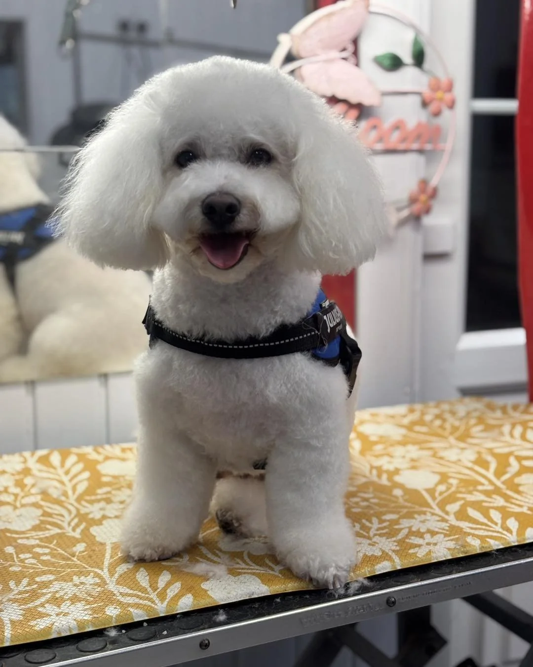 A white, fluffy cartoon-like dog with a happy expression sitting on a grooming table.