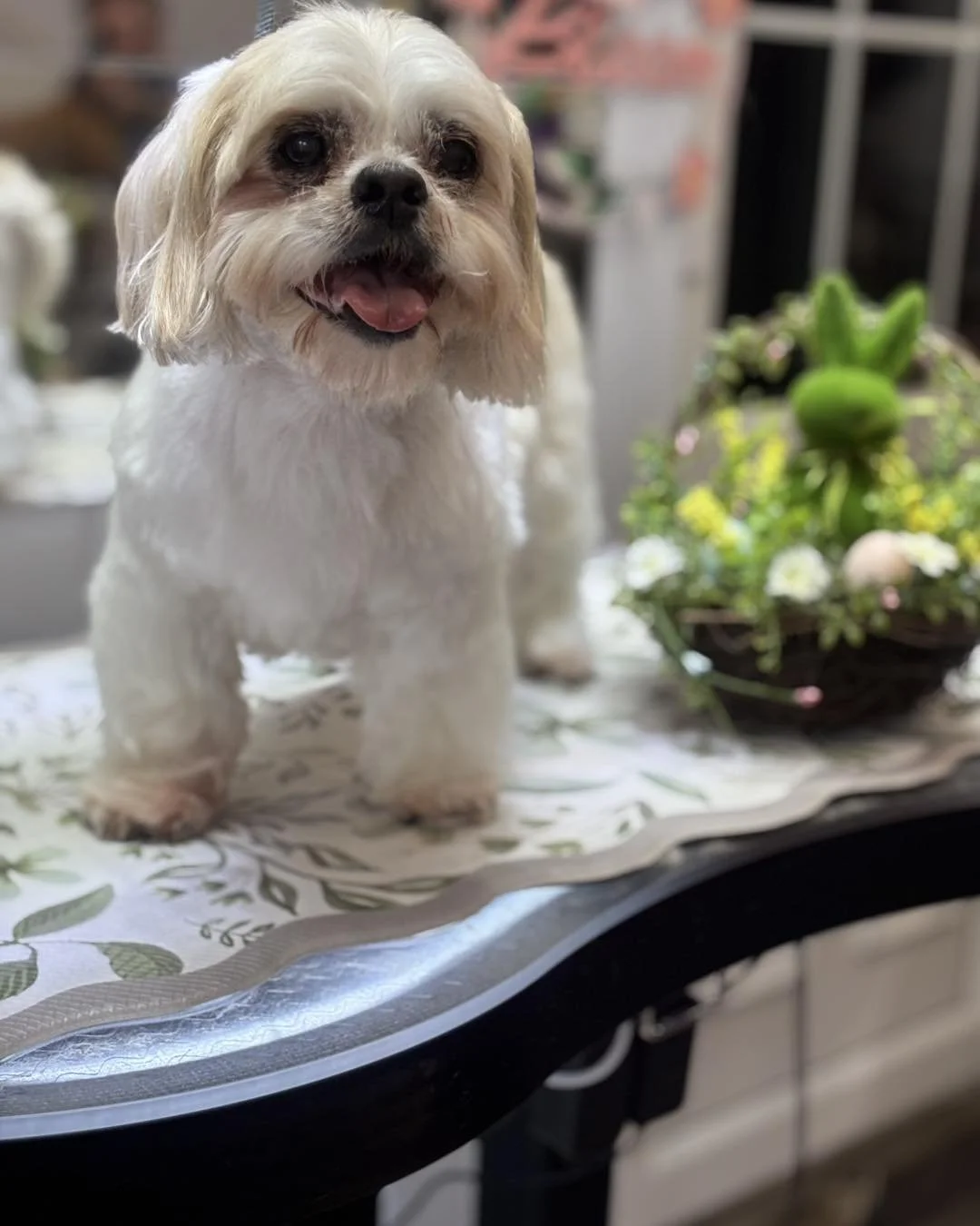 A small white and tan dog with a happy expression, standing on a table with a floral tablecloth, with a plant in the background.