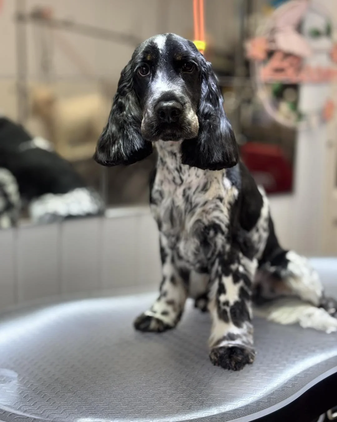 A black and white Cocker Spaniel puppy with long ears and a distinctive black and white coat sitting on a grooming table in a grooming salon.