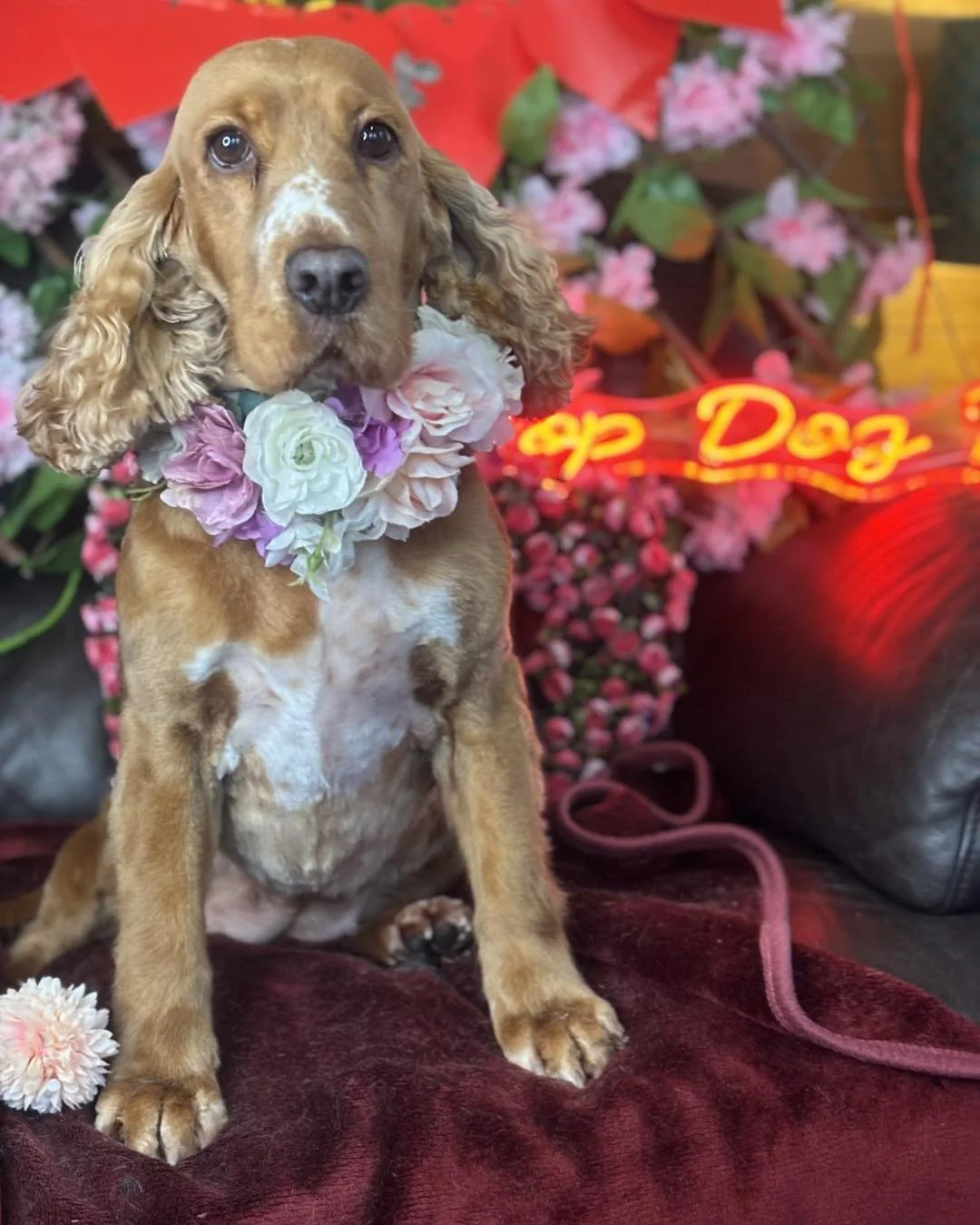 A cute dog with long, floppy ears wearing a floral lei around its neck, sitting on a red velvet surface with a background of pink flowers, green leaves, and a bright neon sign that says 'Open Dog'.