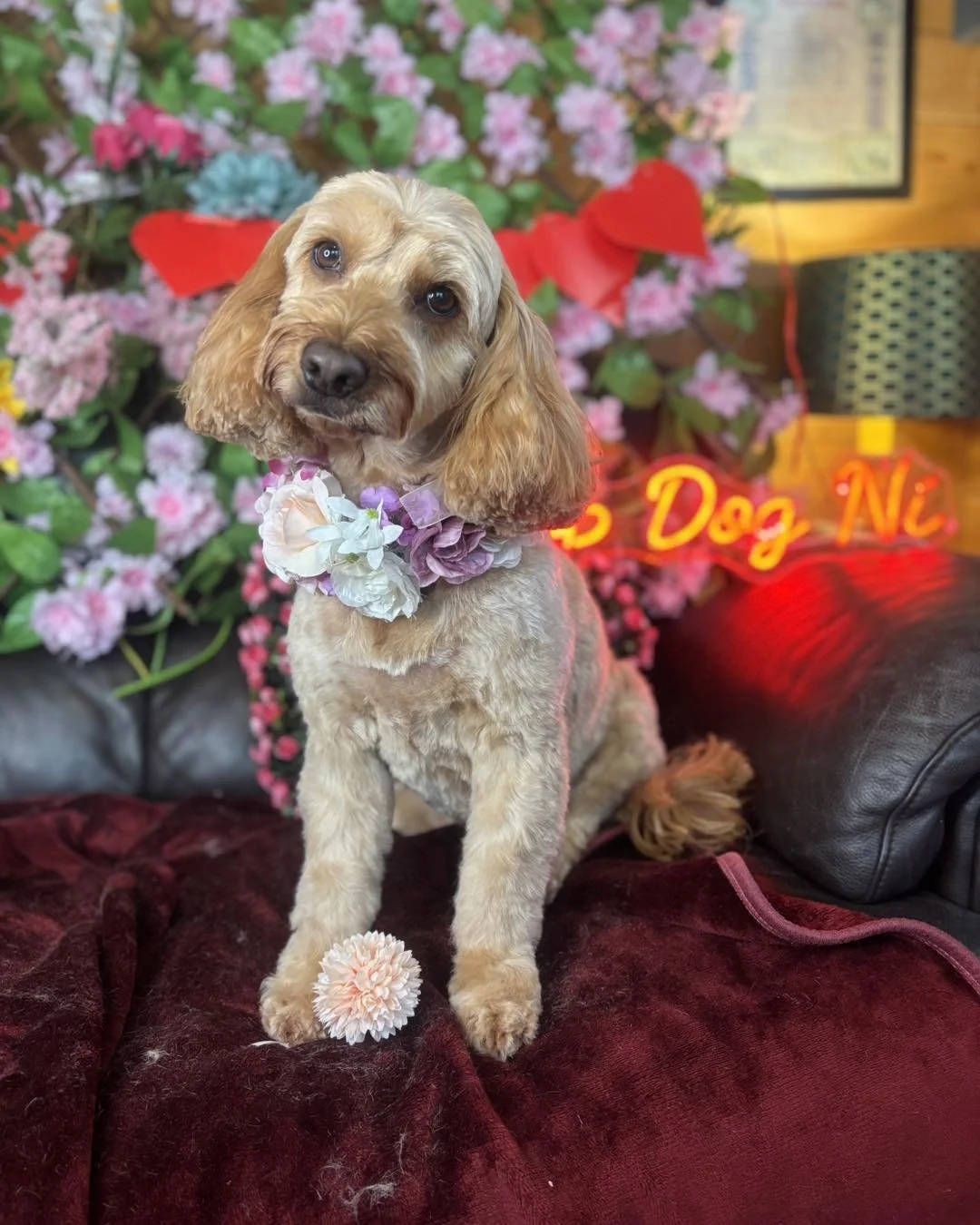A tan Cocker Spaniel with a floral collar sitting on a red velvet surface in front of a pink flower backdrop with a red heart, a yellow heart, and a neon sign that says 'Dog N'.