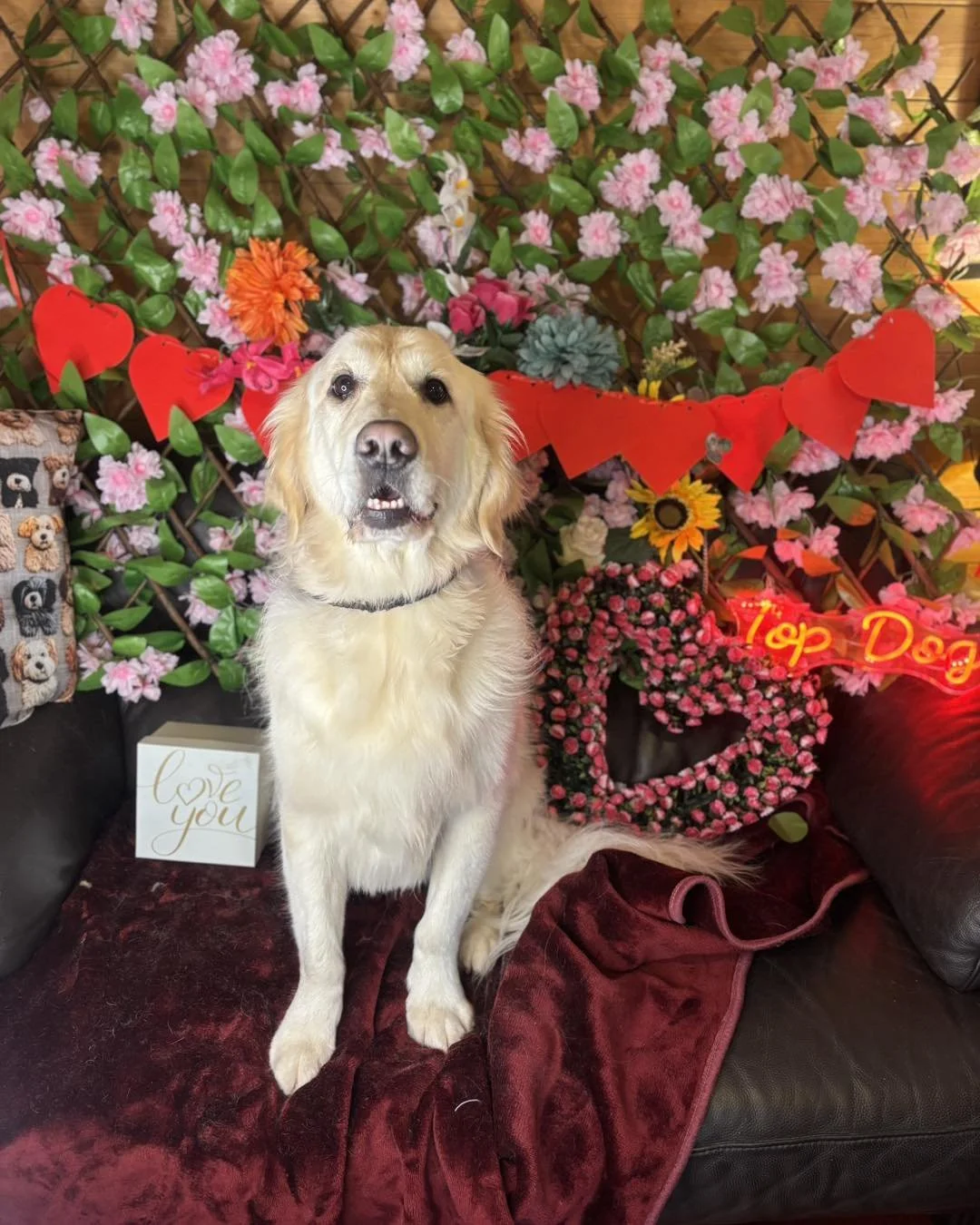 A dog sitting on a burgundy blanket surrounded by pink and red flowers with a decorative pink heart-shaped wreath. There is a small sign that says "love you" and a red neon sign saying "Top Dog" and a red heart-shaped banner in the background.