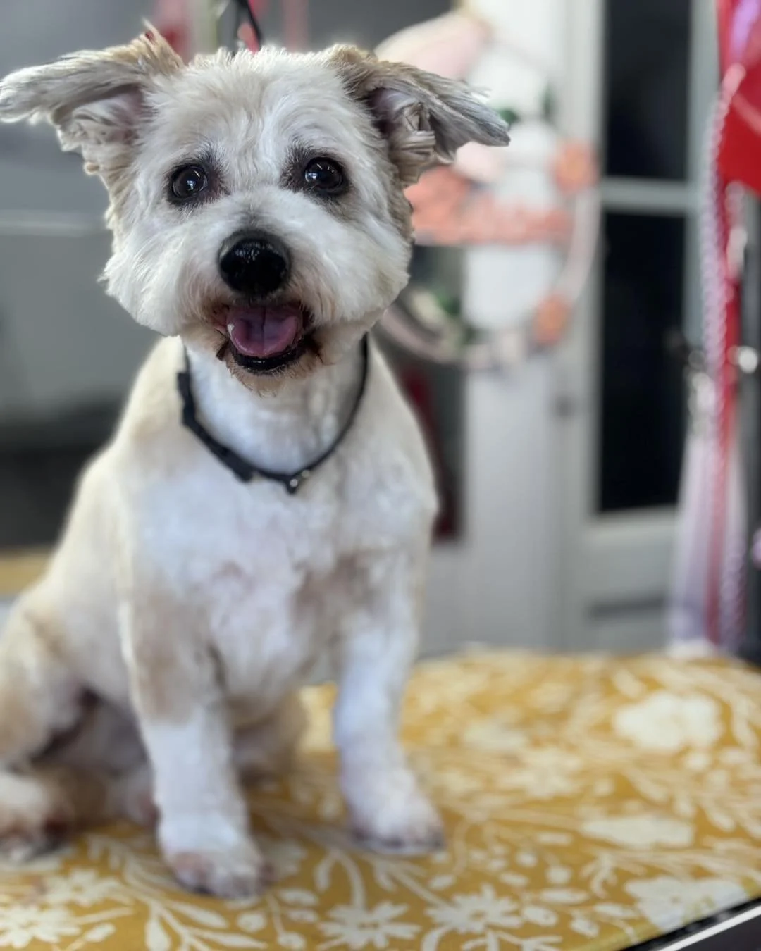 A happy white dog with fluffy ears and a black collar sitting on a grooming table with a yellow patterned cover, indoors.