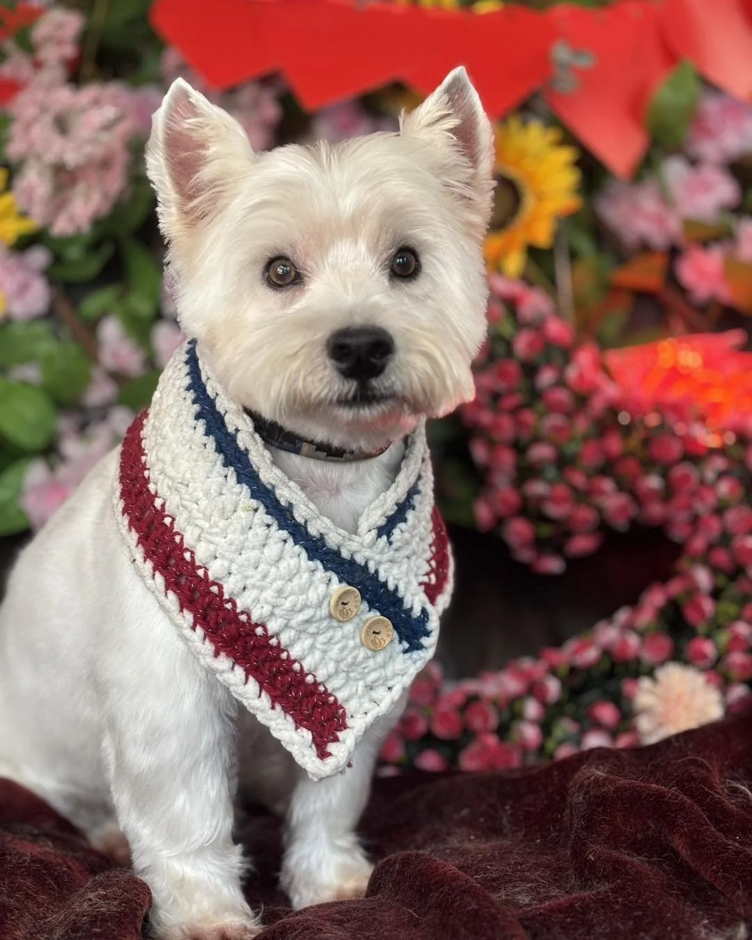 A white dog with pointed ears and dark eyes, wearing a knitted bandana with red, white, and blue stripes, sitting on a dark red blanket in front of colorful flowers including pink, yellow, and red blossoms.