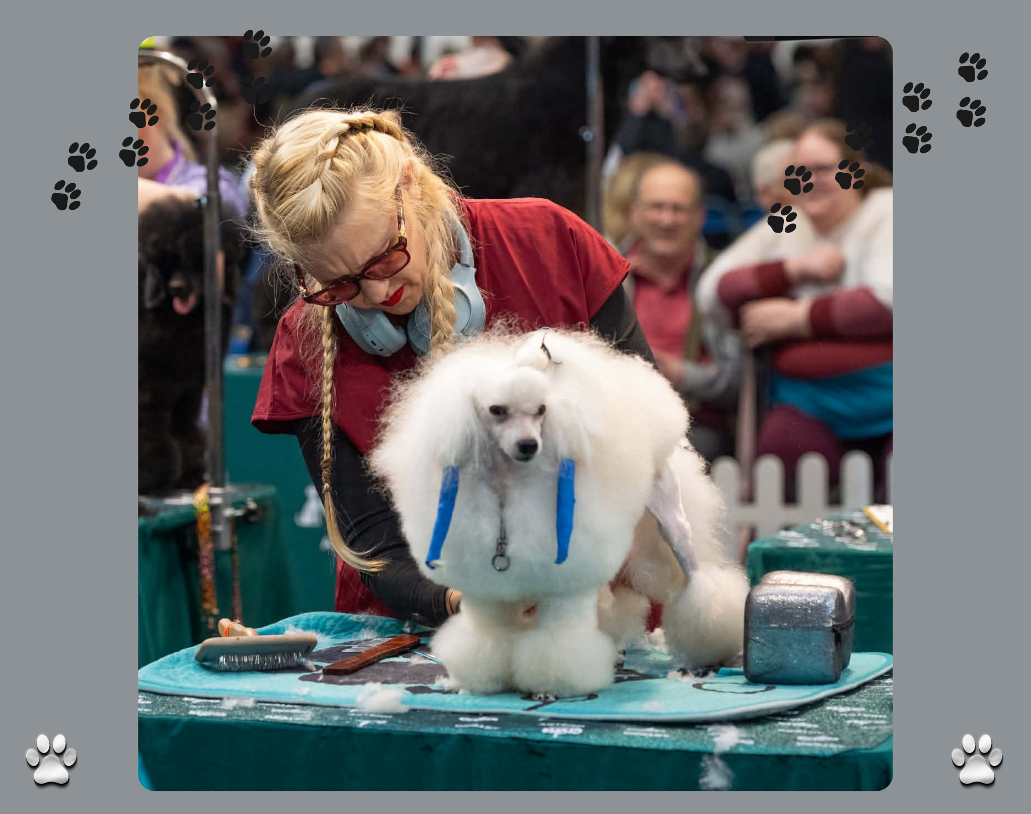 A woman with blond hair in braids and sunglasses grooming a white Samoyed dog at a dog show.