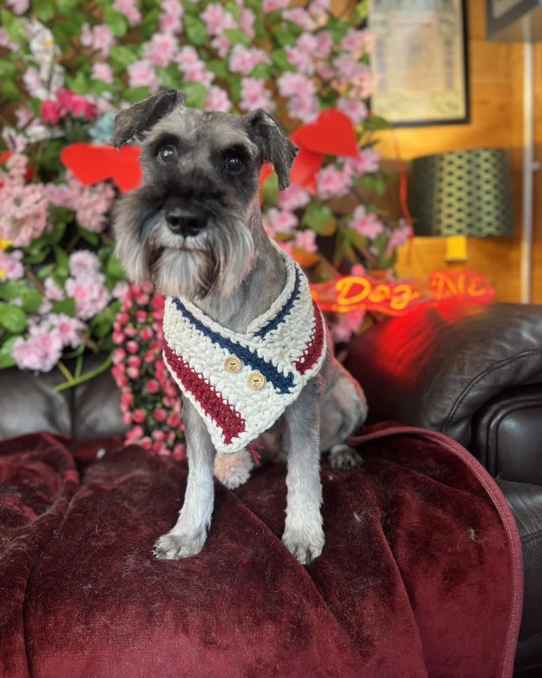 A small dog with gray and black fur, wearing a cream, red, and navy crocheted bandana, sitting on a plush red cushion. Behind it are pink flowers, Christmas decorations including red bows, and an illuminated neon sign that says "Dog" in a cozy indoor