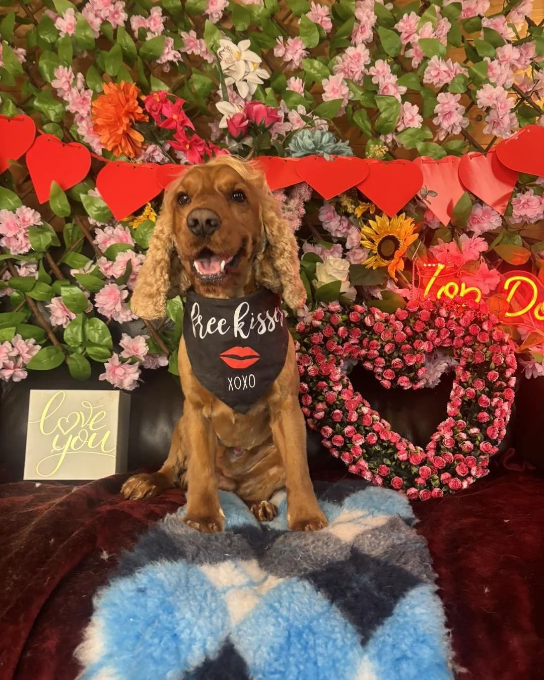 A brown Cocker Spaniel dog with long, curly ears sitting on a blanket in front of a wall decorated with pink, white, and orange flowers, red heart decorations, and a neon sign that says "To D". The dog is wearing a black bandana with the words "free 