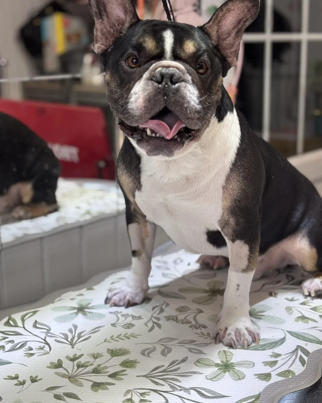 A happy French Bulldog sitting on a floral-patterned surface indoors, with another puppy visible in the background.