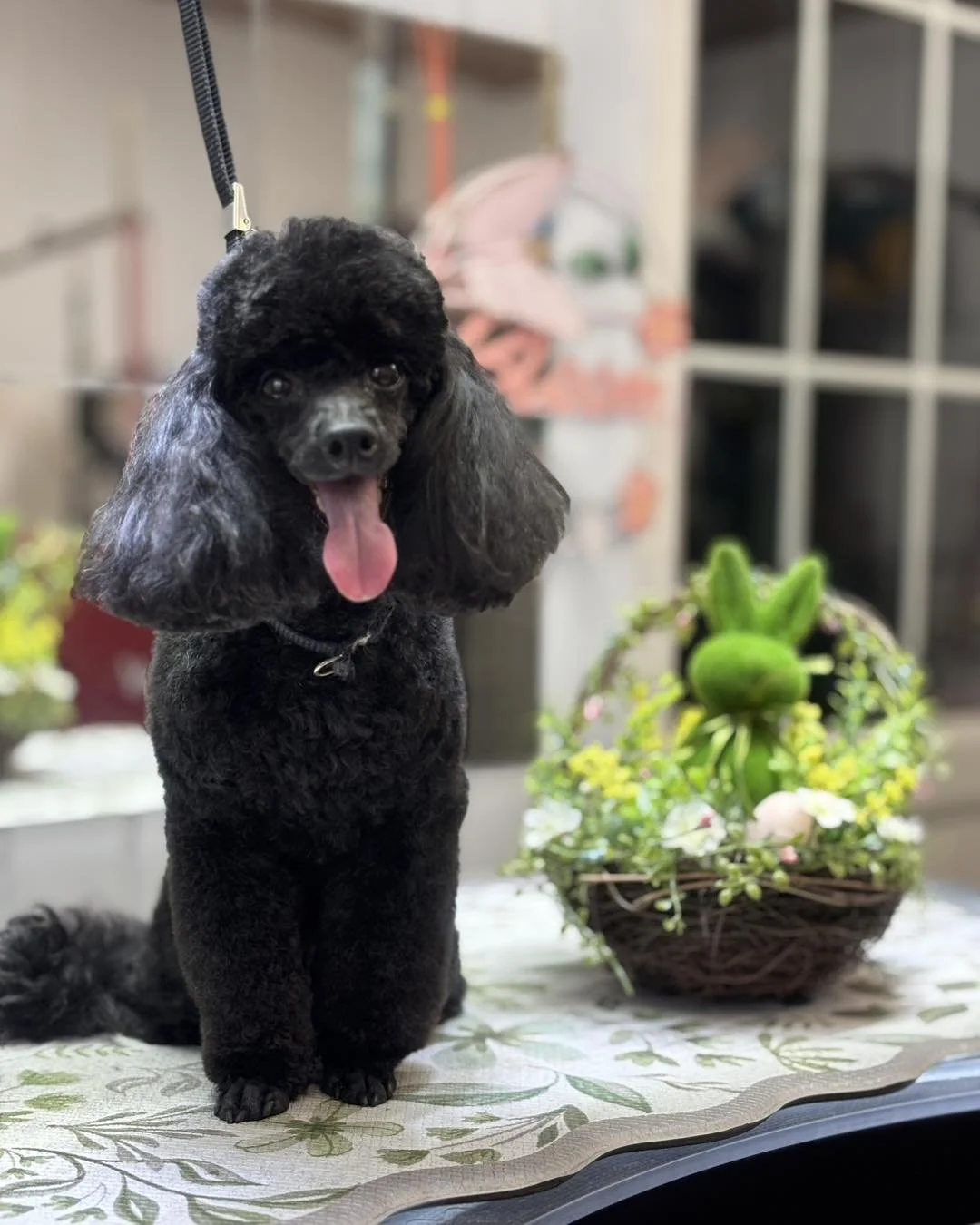 A black poodle with floppy ears and a pink tongue standing on a table next to a basket of green plants with small white and pink flowers.