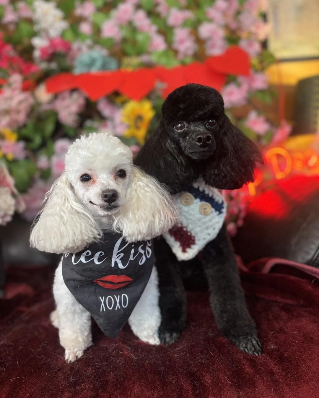 Two small poodles, one white with long ears and one black with curly fur, sitting on a red surface with pink flowers and Valentine's Day decorations in the background. The white poodle wears a black bandana with red lips and the words 'free kiss XOXO