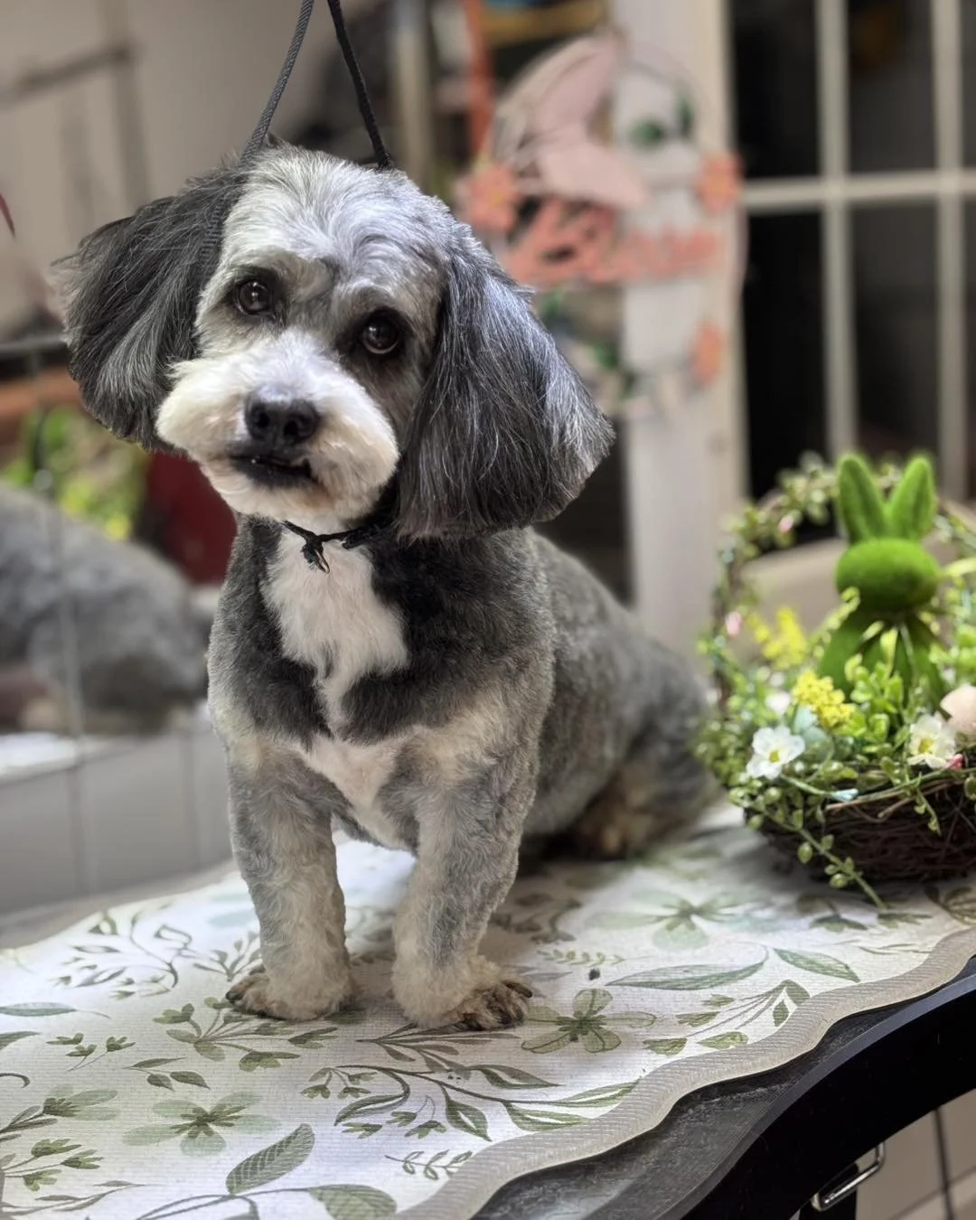 A small, gray, and white dog with long floppy ears, standing on a table with a floral tablecloth, a basket of flowers, and a background of some household objects and a window.