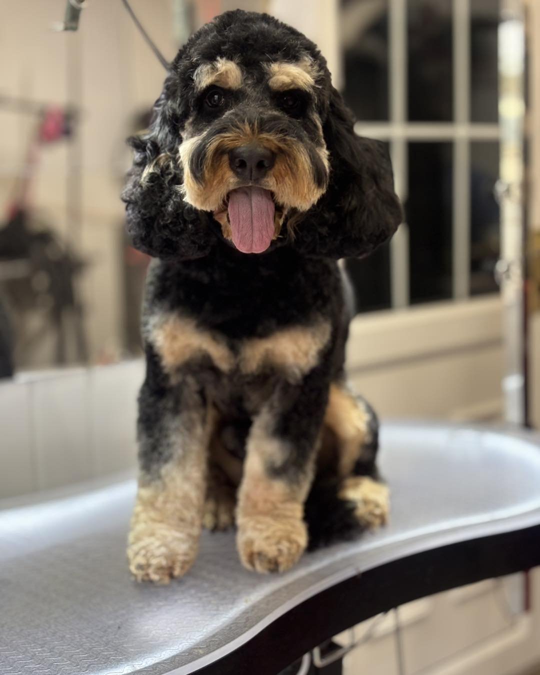 A cute black, tan, and gray curly-haired puppy sitting on a grooming table with its tongue out.