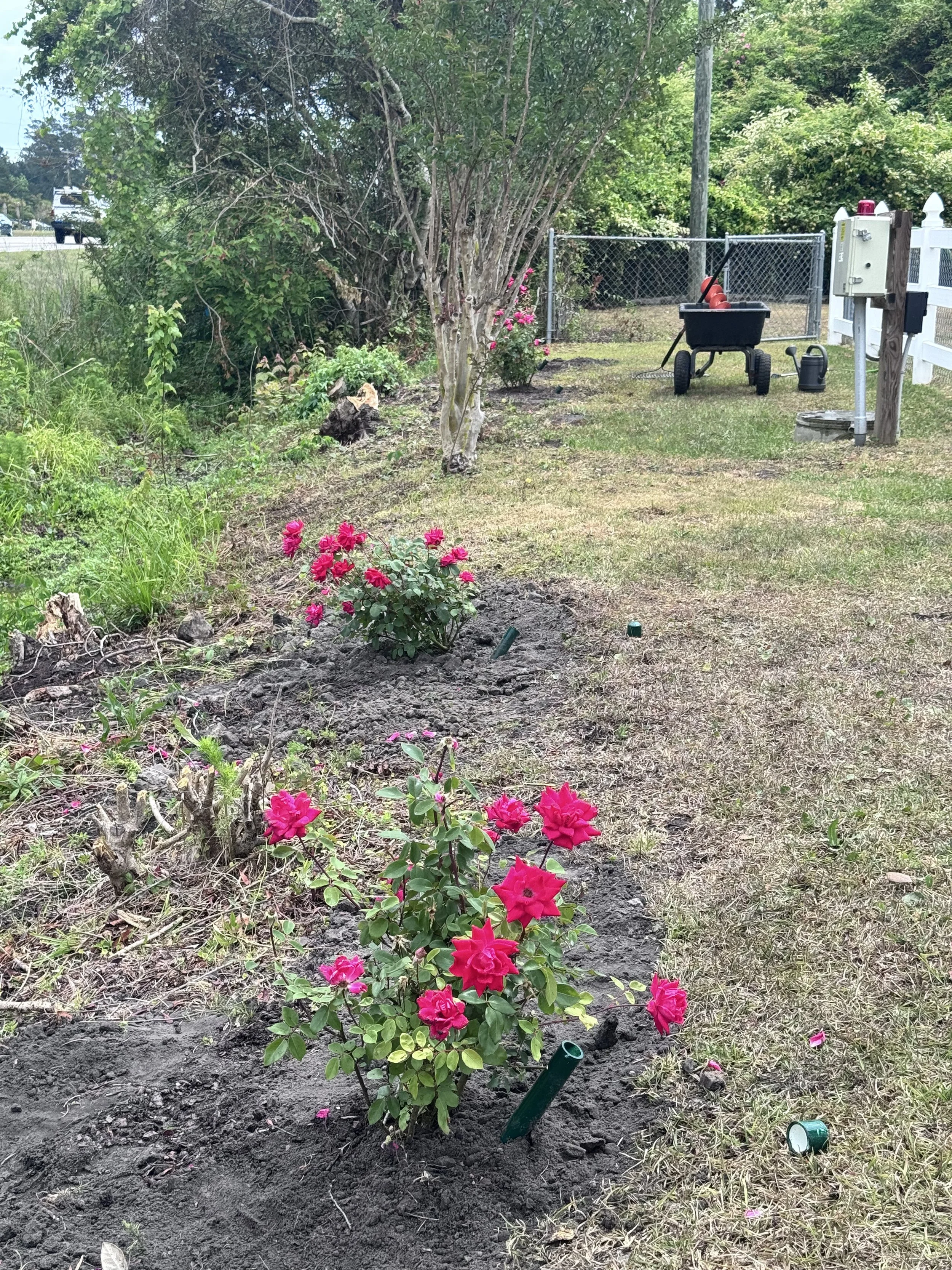 A freshly planted pink flowering shrub in a garden bed with dark soil. There is a small garden digging tool, a green sprinkler head, and a watering can nearby. In the background are trees, a chain-link fence, a white picket fence, and a utility box.