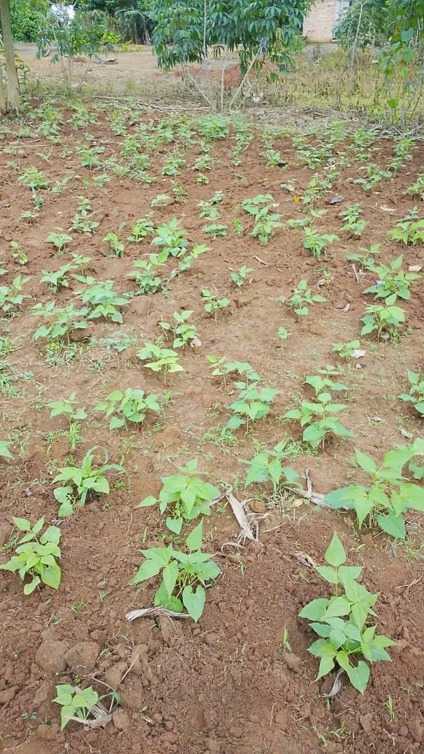 Young plant seedlings growing in organized rows in a garden bed with brown soil, surrounded by green trees.