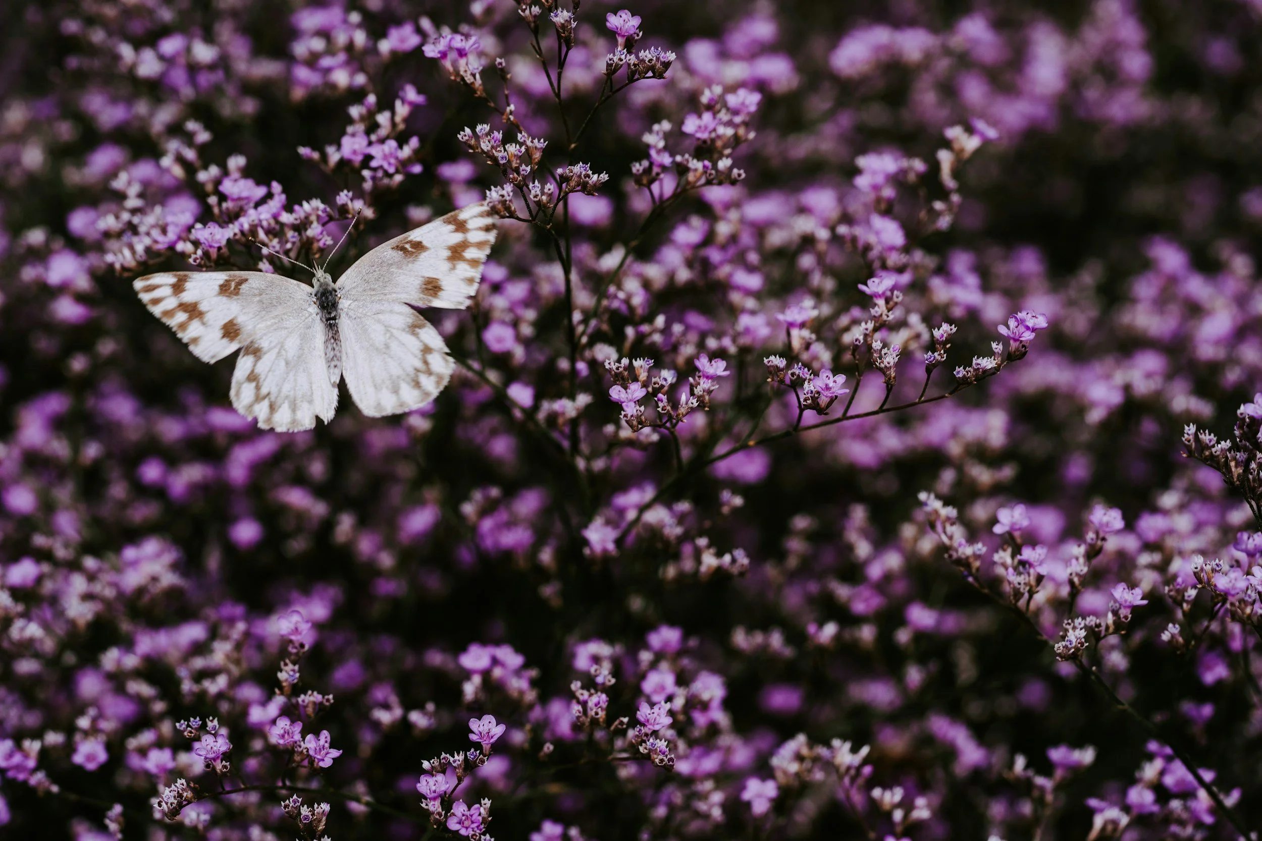 🌿&nbsp;The Hidden Power of Self-Kindness in Menopause