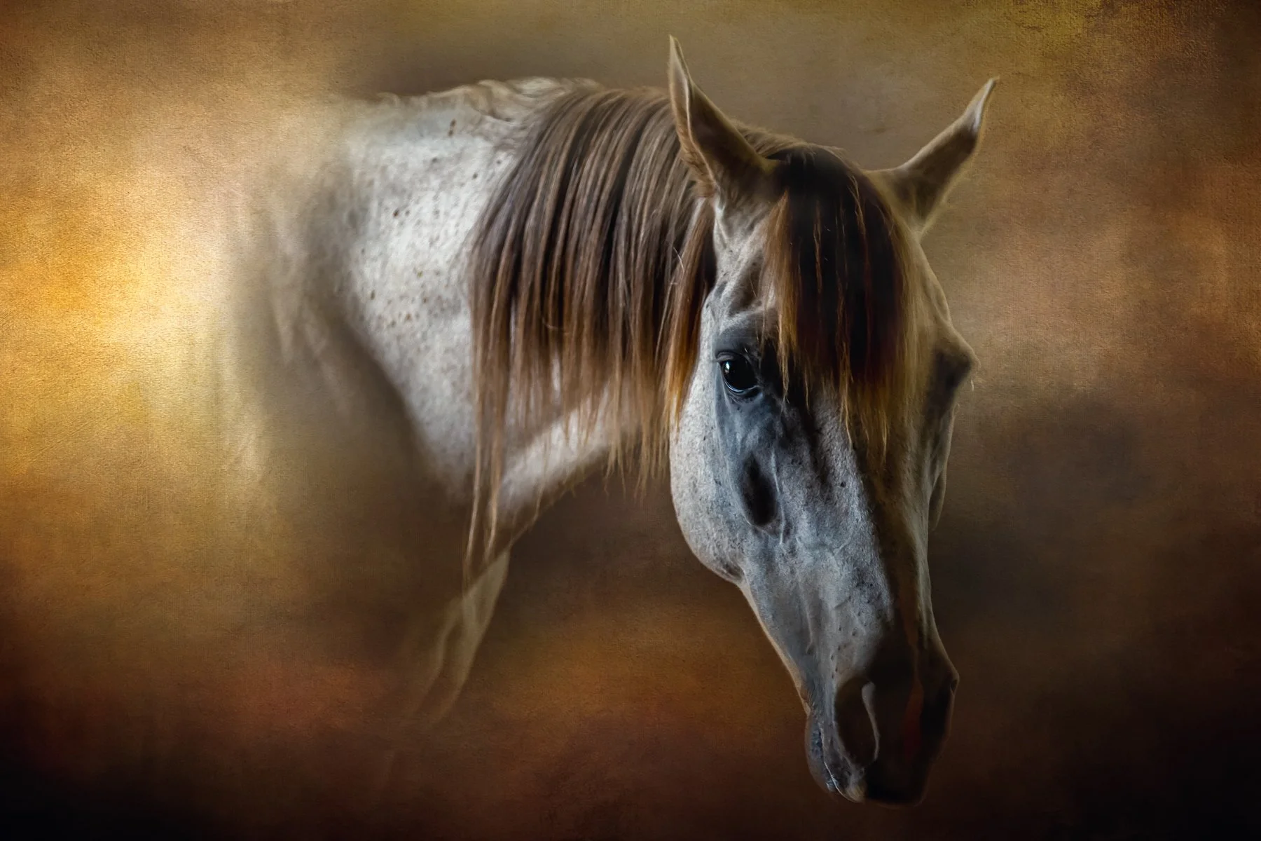 Sante Fe Arabians383-2-Editeduntitled.jpg