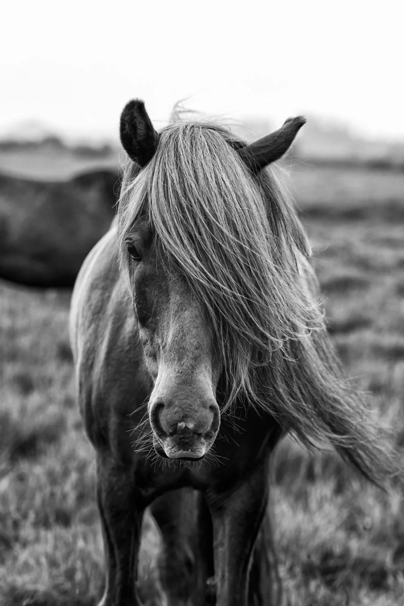 Windswept