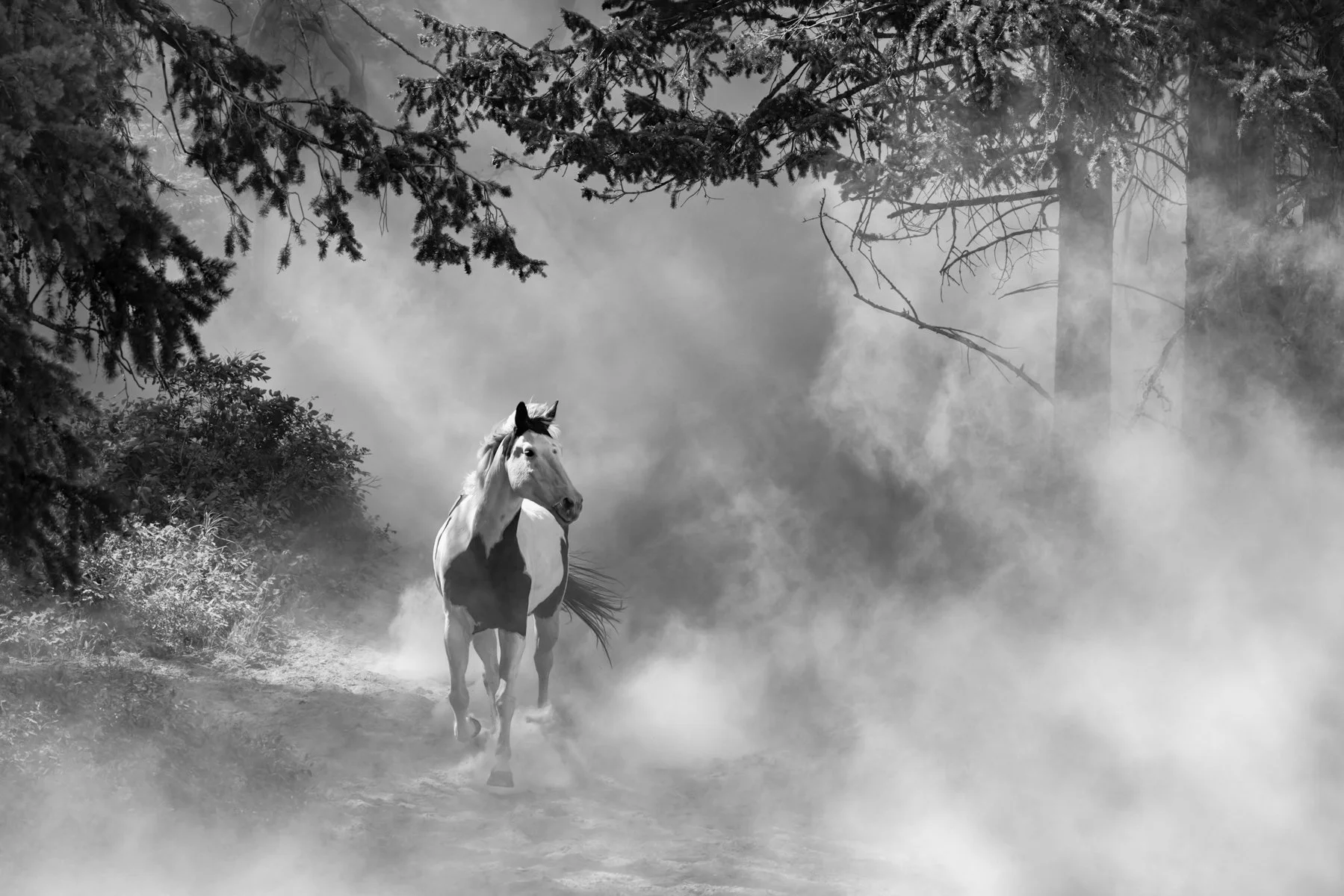 Out of the Dust