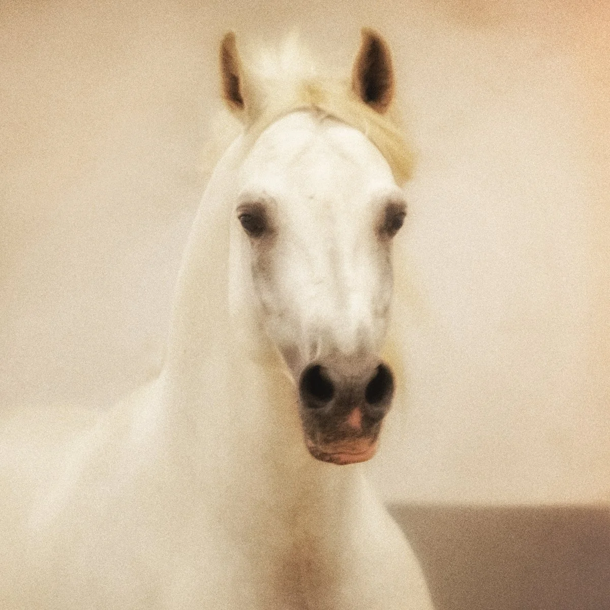 The Arabian Stallion