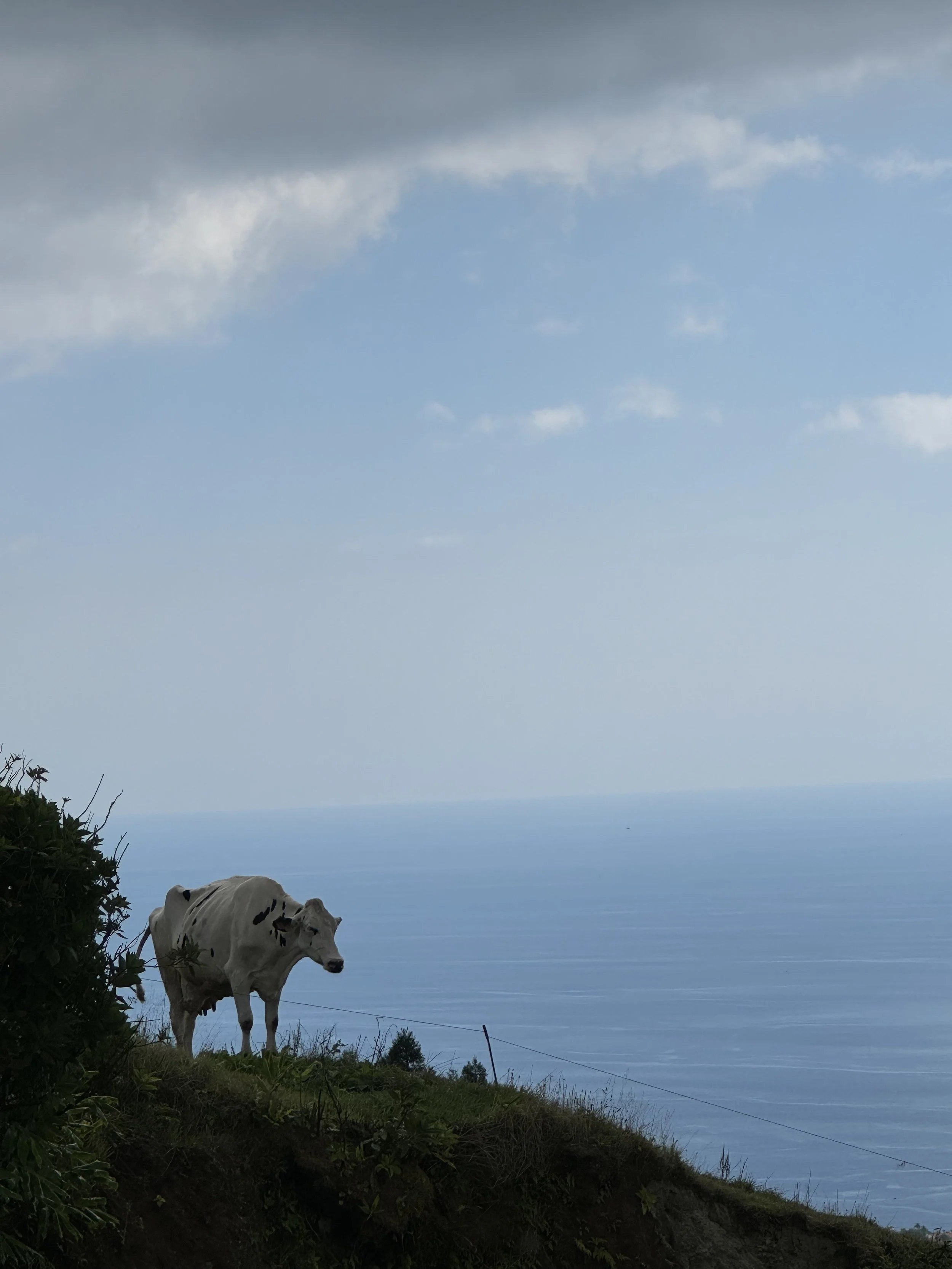 A black and white cow standing on a grassy hillside near the water, with a cloudy sky and horizon in the background.