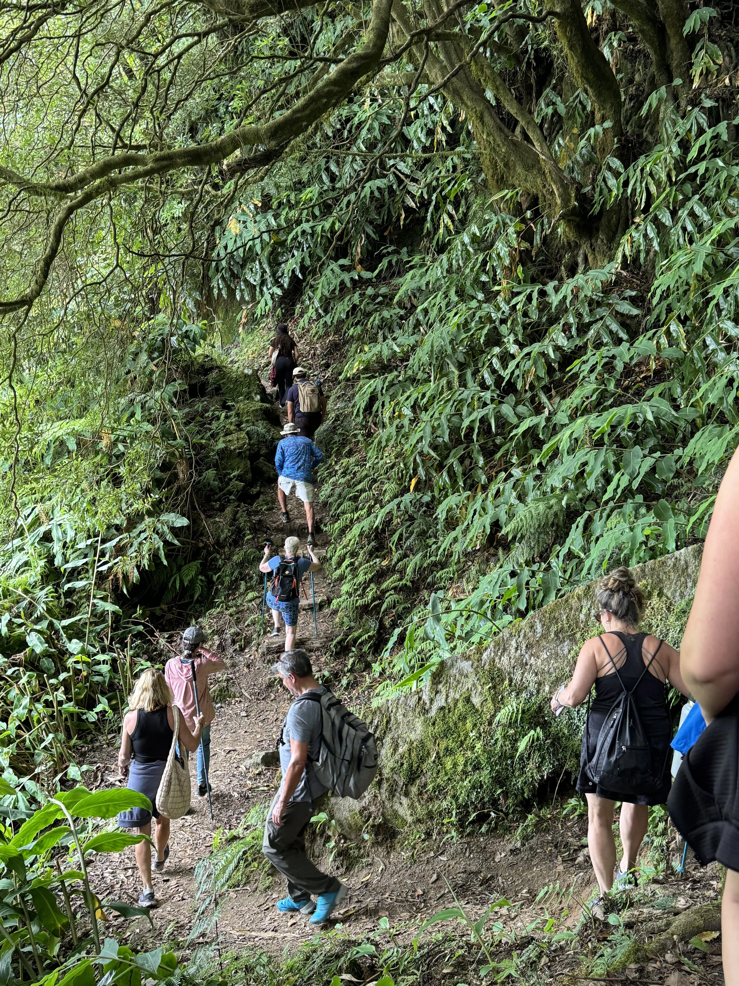 A group of people hiking along a narrow dirt trail through a lush, green forest. The trail is surrounded by dense vegetation and tall trees.
