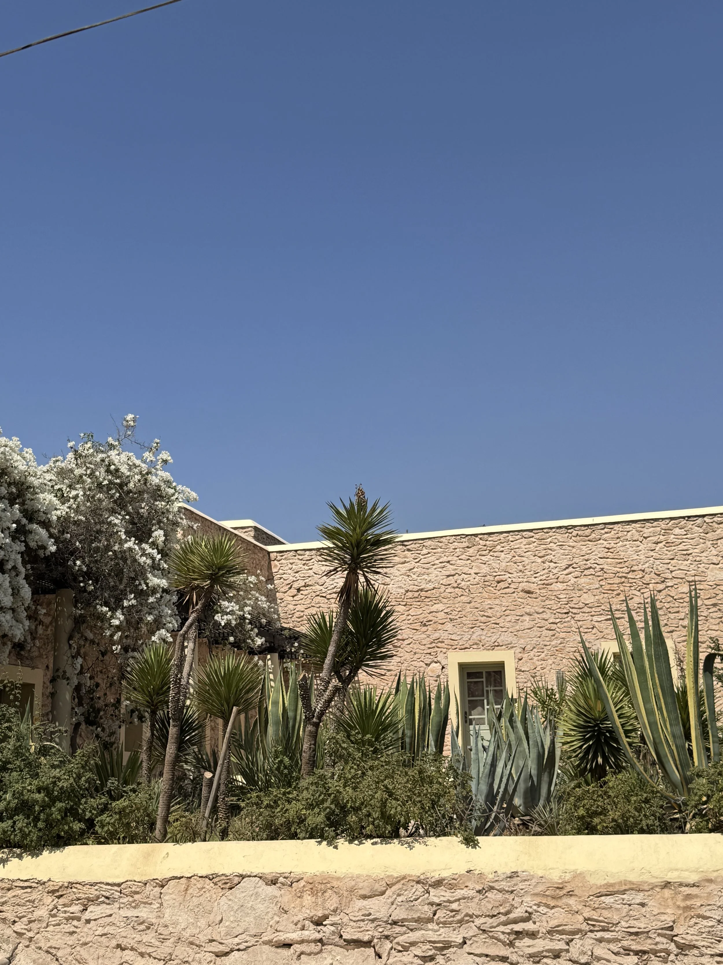 A view of a house with a stone exterior wall and multiple windows, surrounded by desert plants and trees, including an agave and a flowering tree, under a clear blue sky.