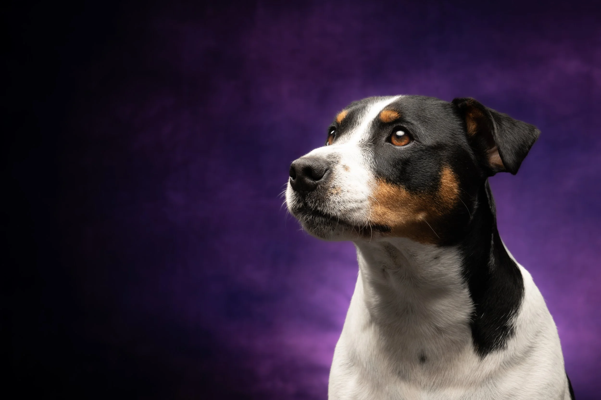 Benji 18.jpg