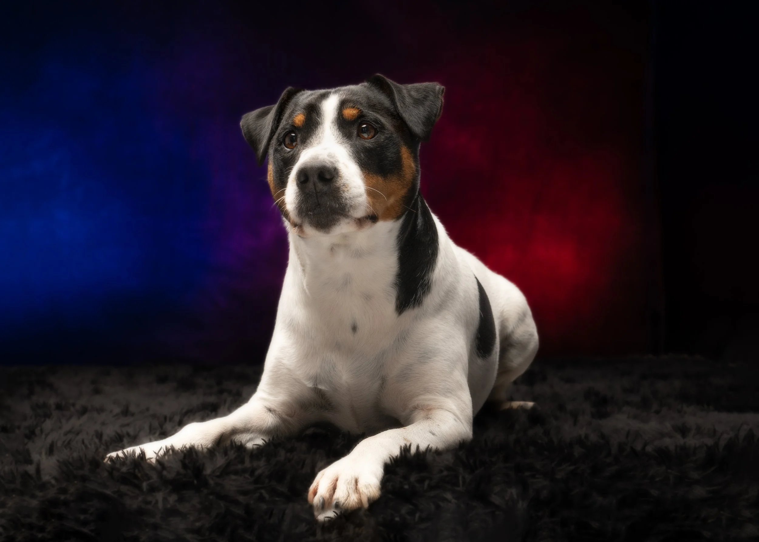Benji 15.jpg